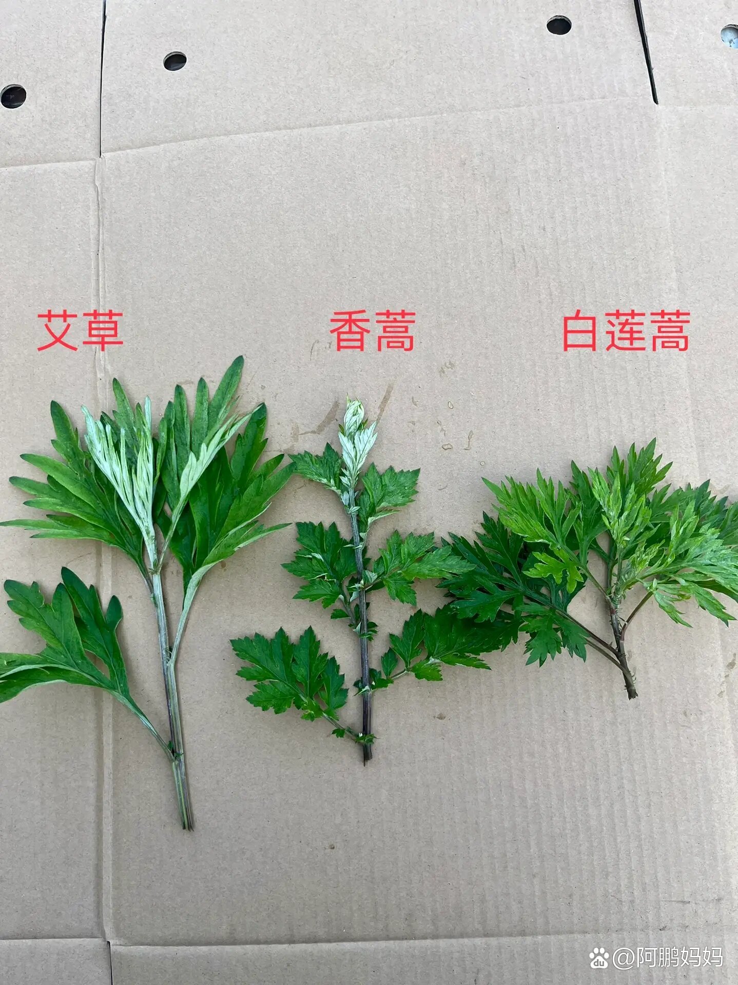 艾草有多少品种图图片