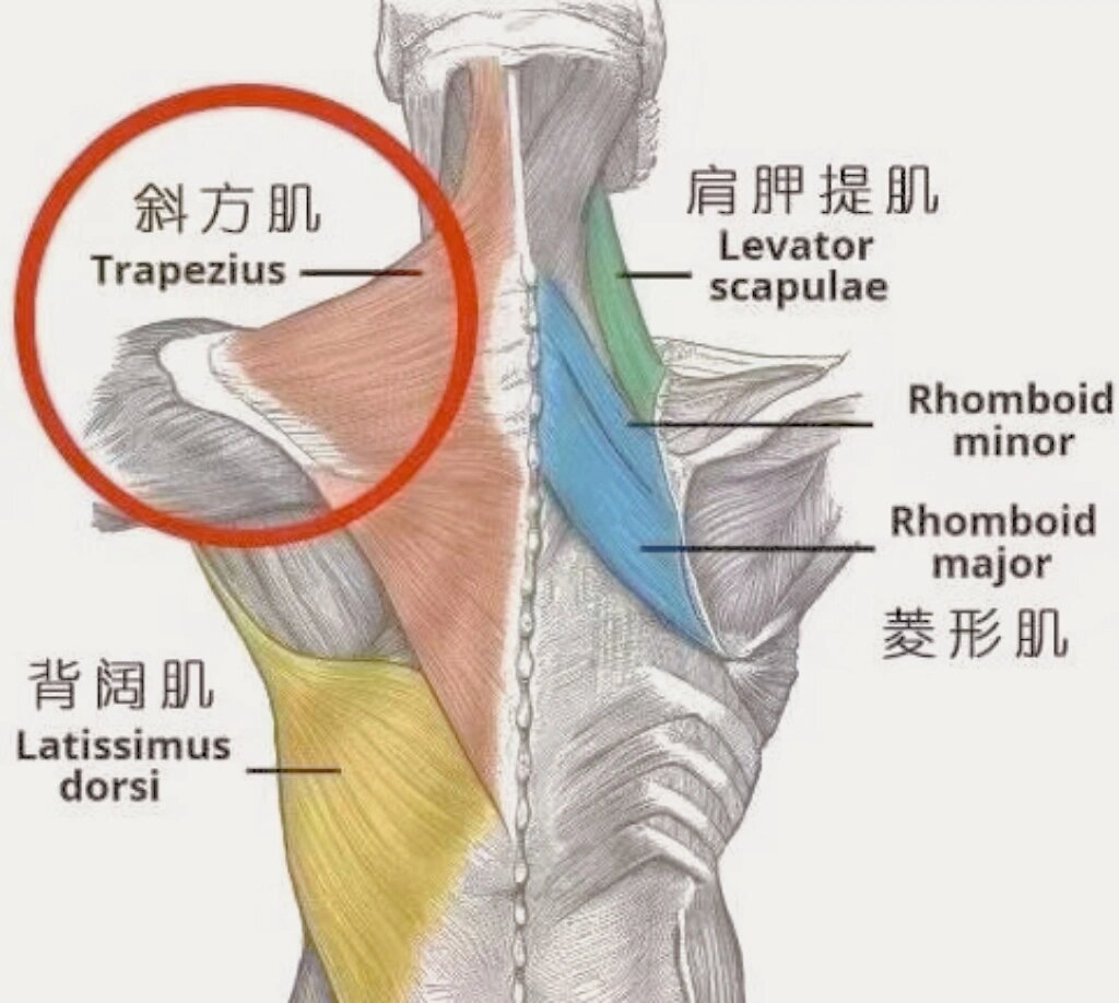 前锯肌分为上