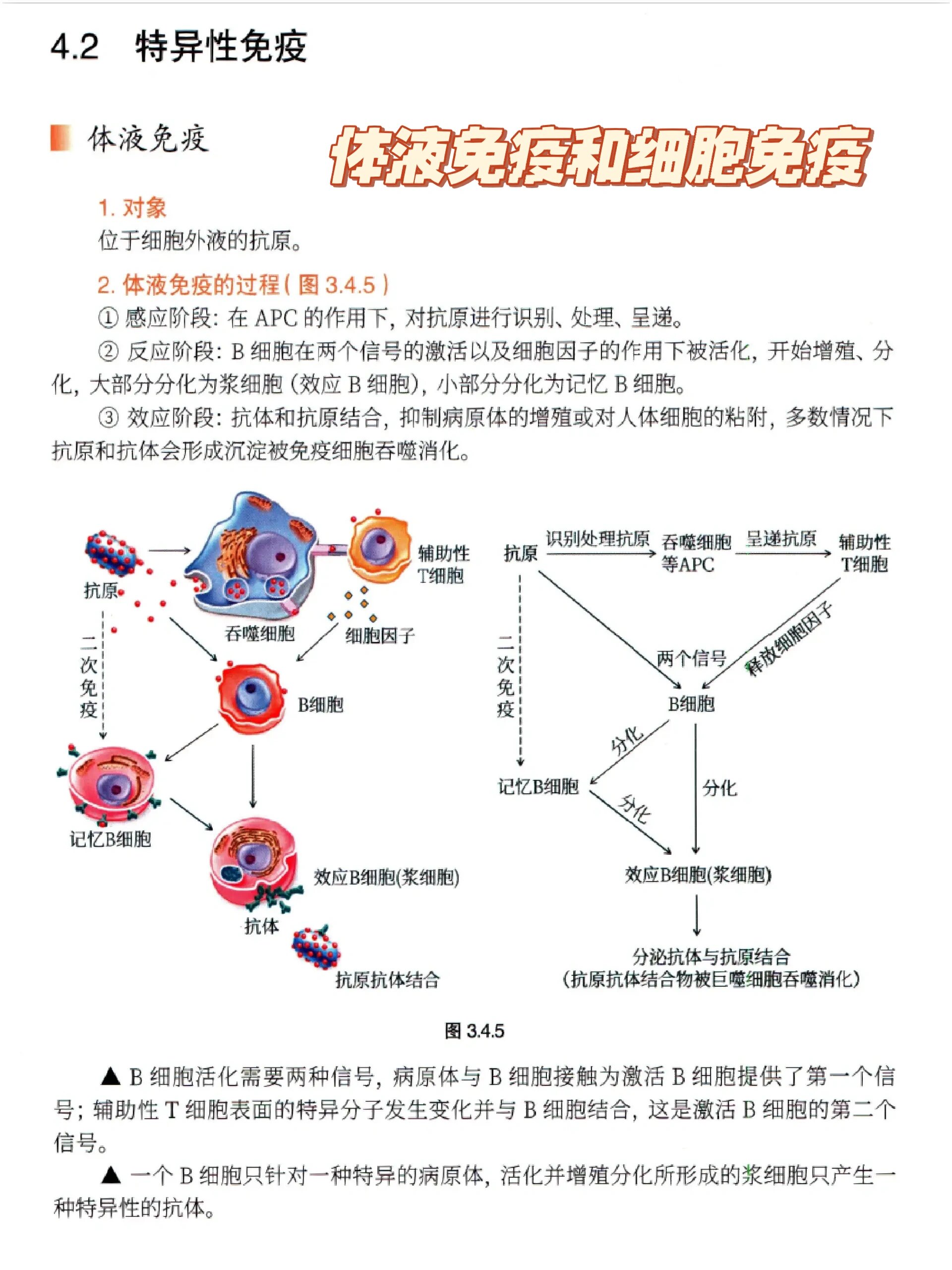 高中免疫系统图解图片