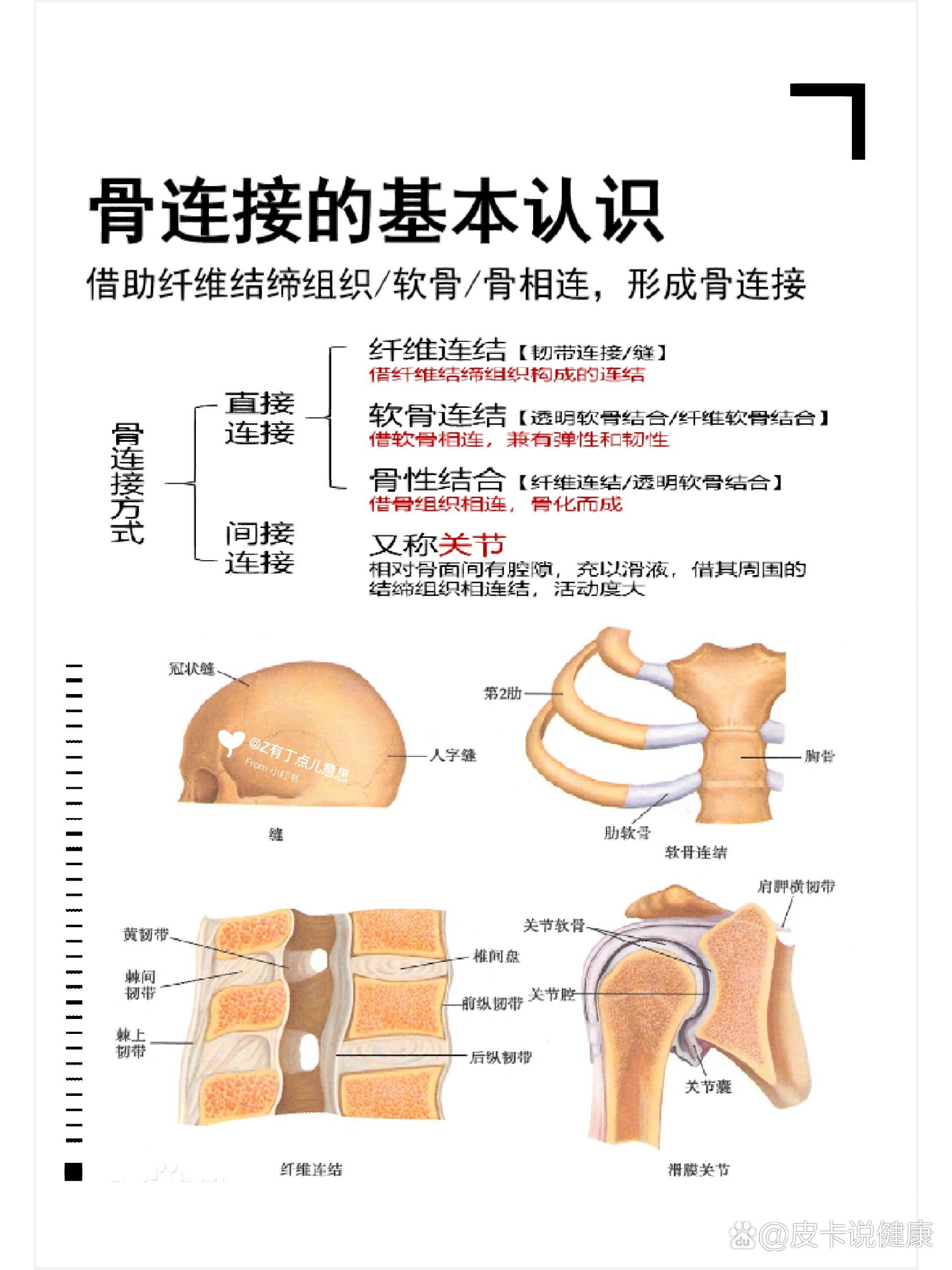 🌈骨与骨之间借助纤维结缔组织