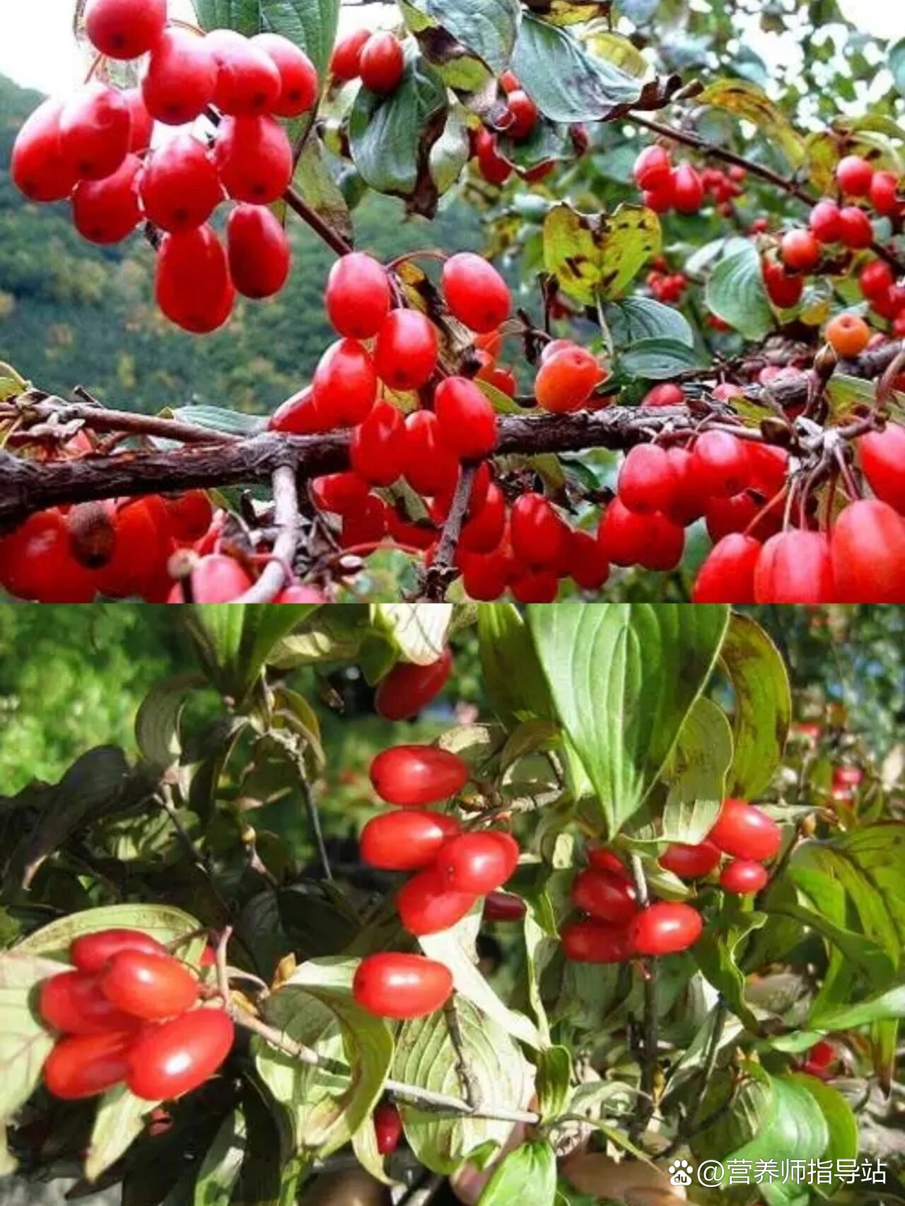 每天认识一种中草药【山茱萸】♥