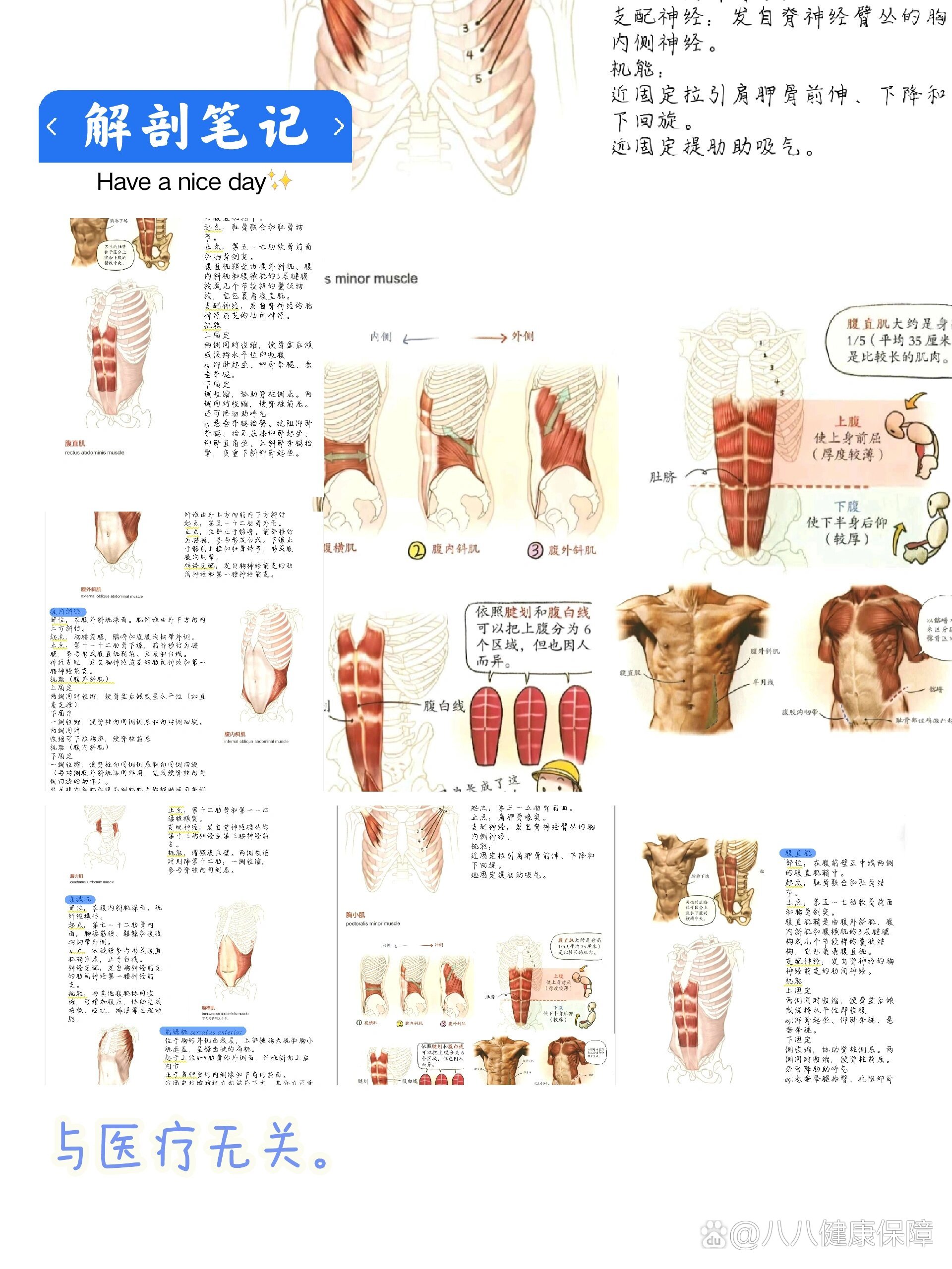 艺用解剖学笔记-腹部肌群