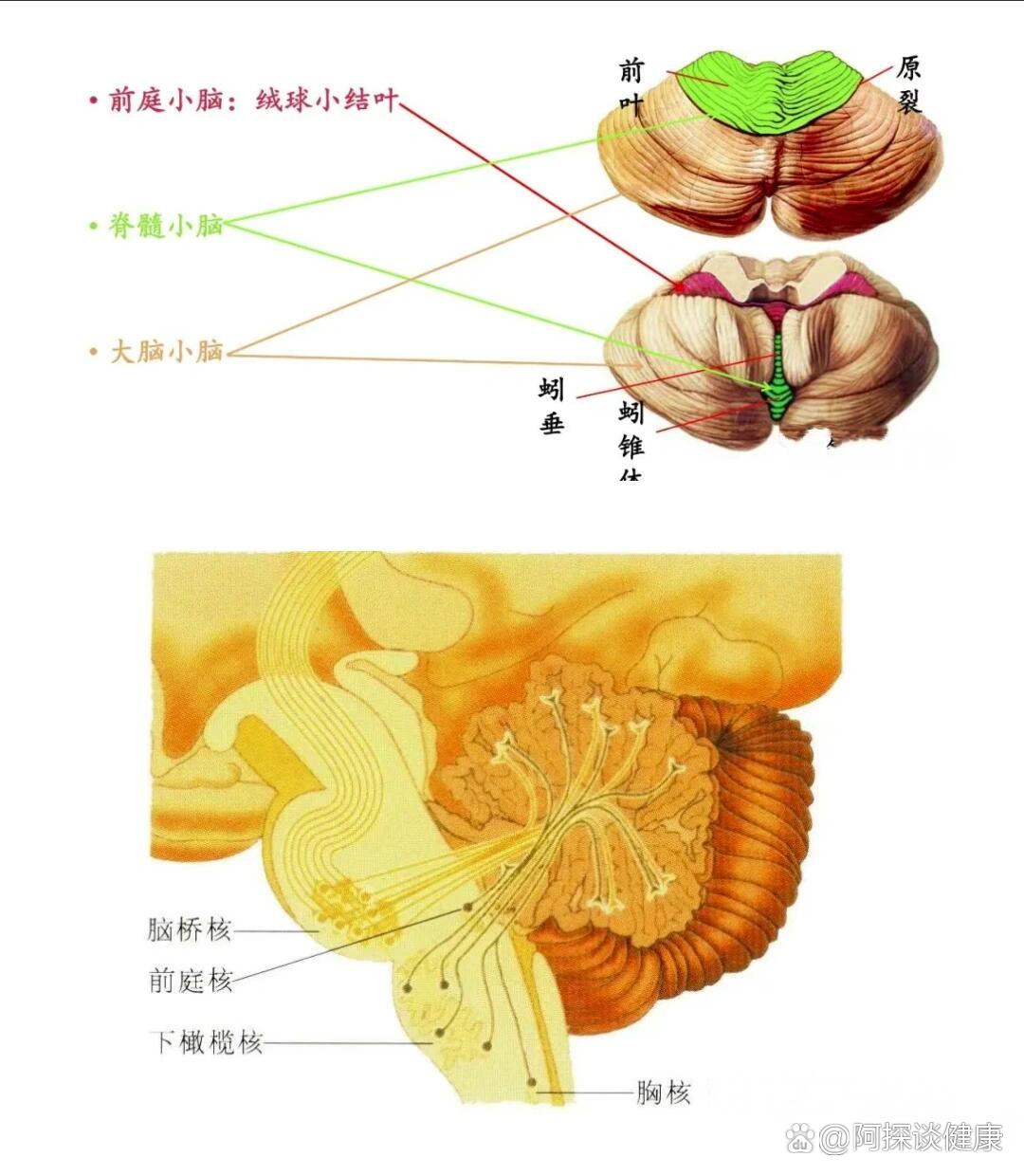 小脑的功能解剖及受损表现