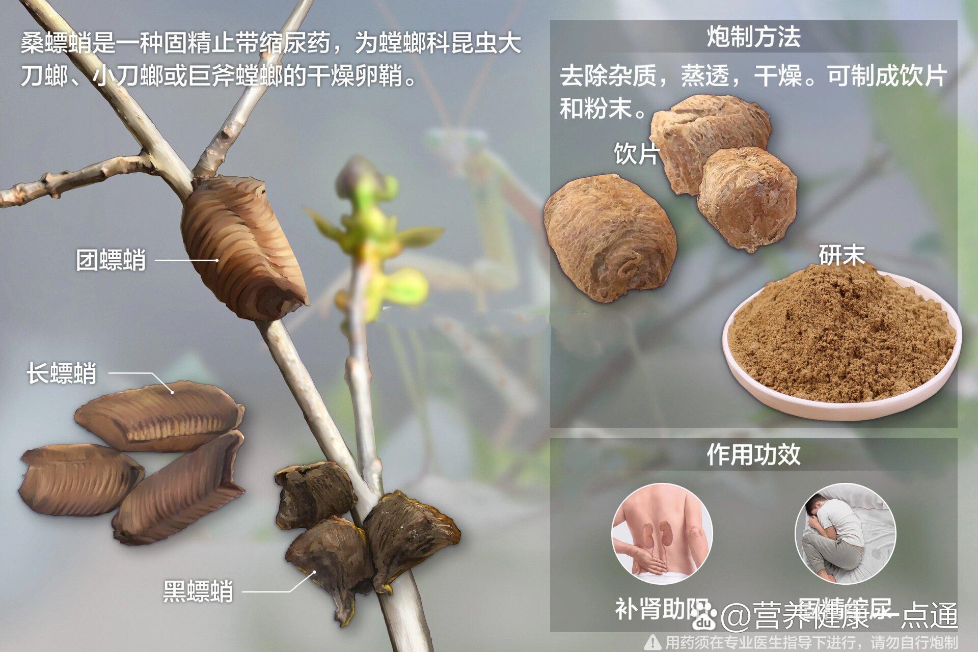 补肾助阳,改善不育 br>桑螵蛸,中药名,为螳螂科昆虫大刀螂,小刀螂或