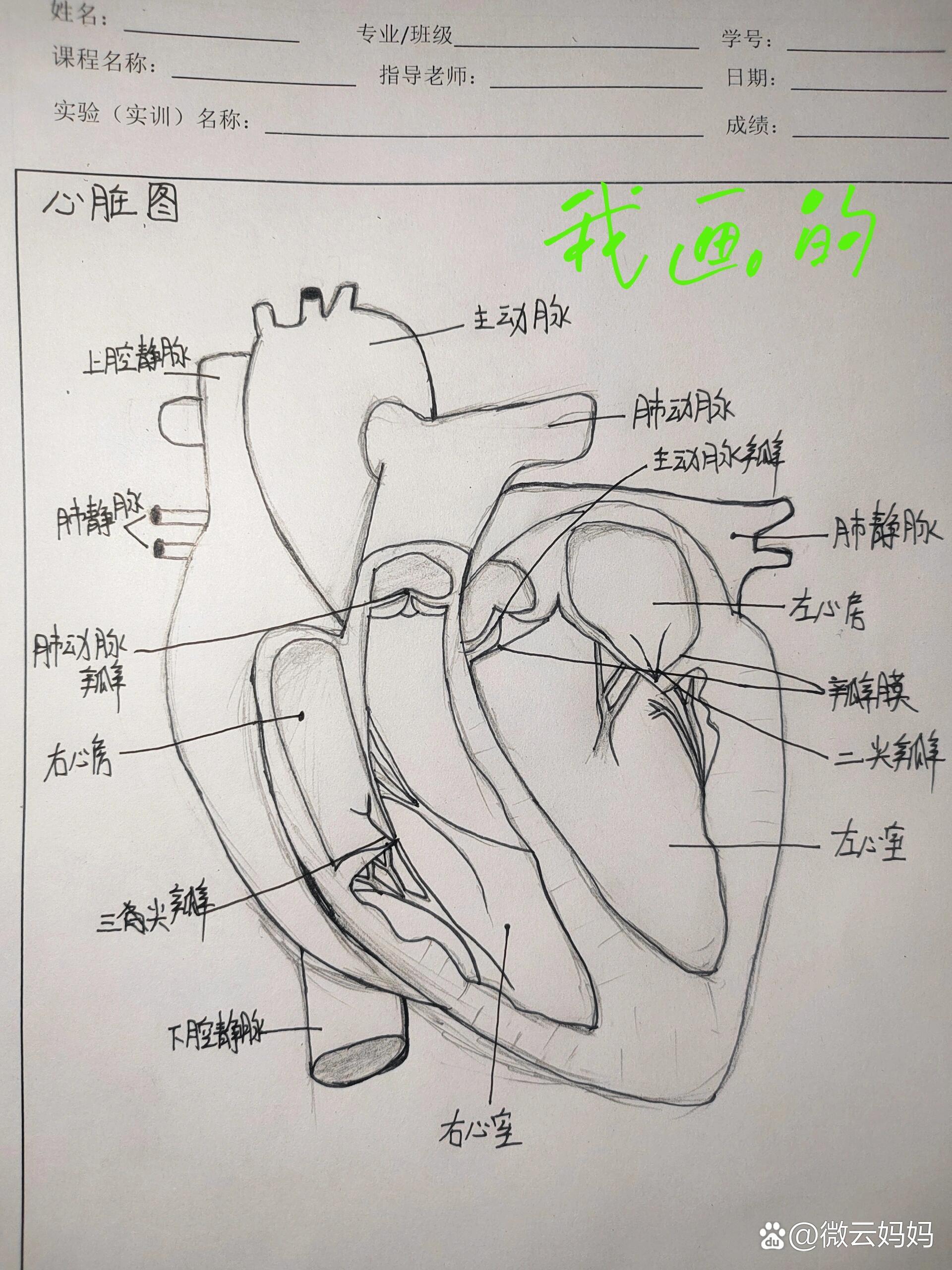 画心脏结构简图图片