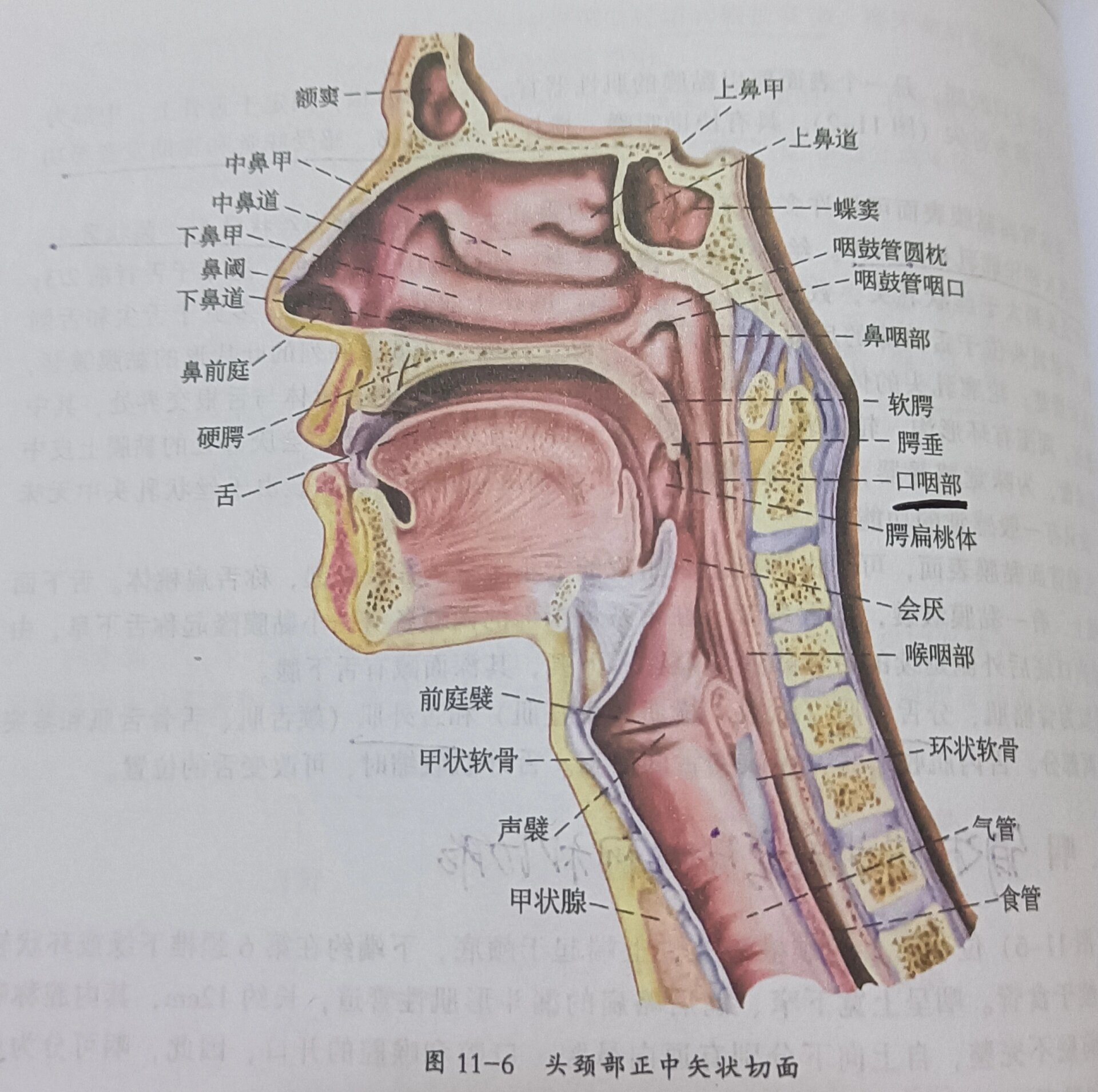 正常鼻咽部解剖图图片