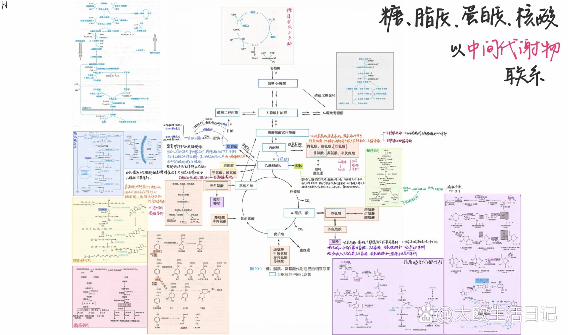 蛋白质代谢过程图片