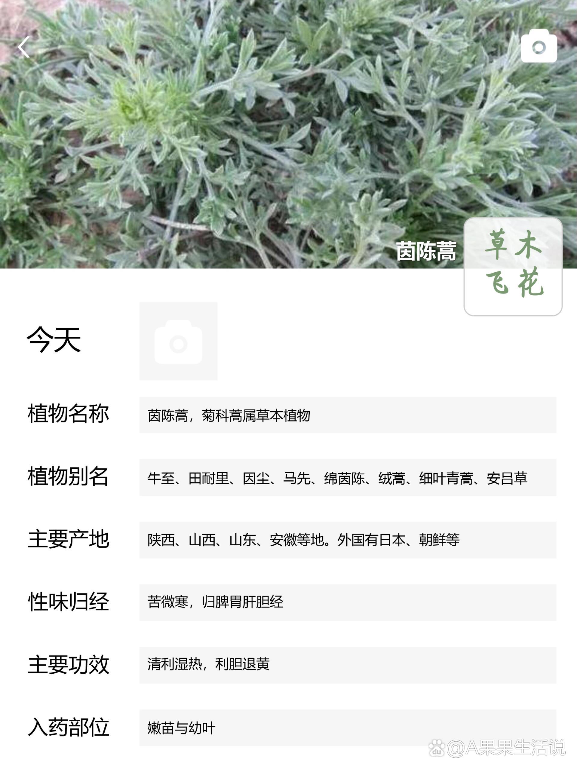 茵陈草药主治功能图片