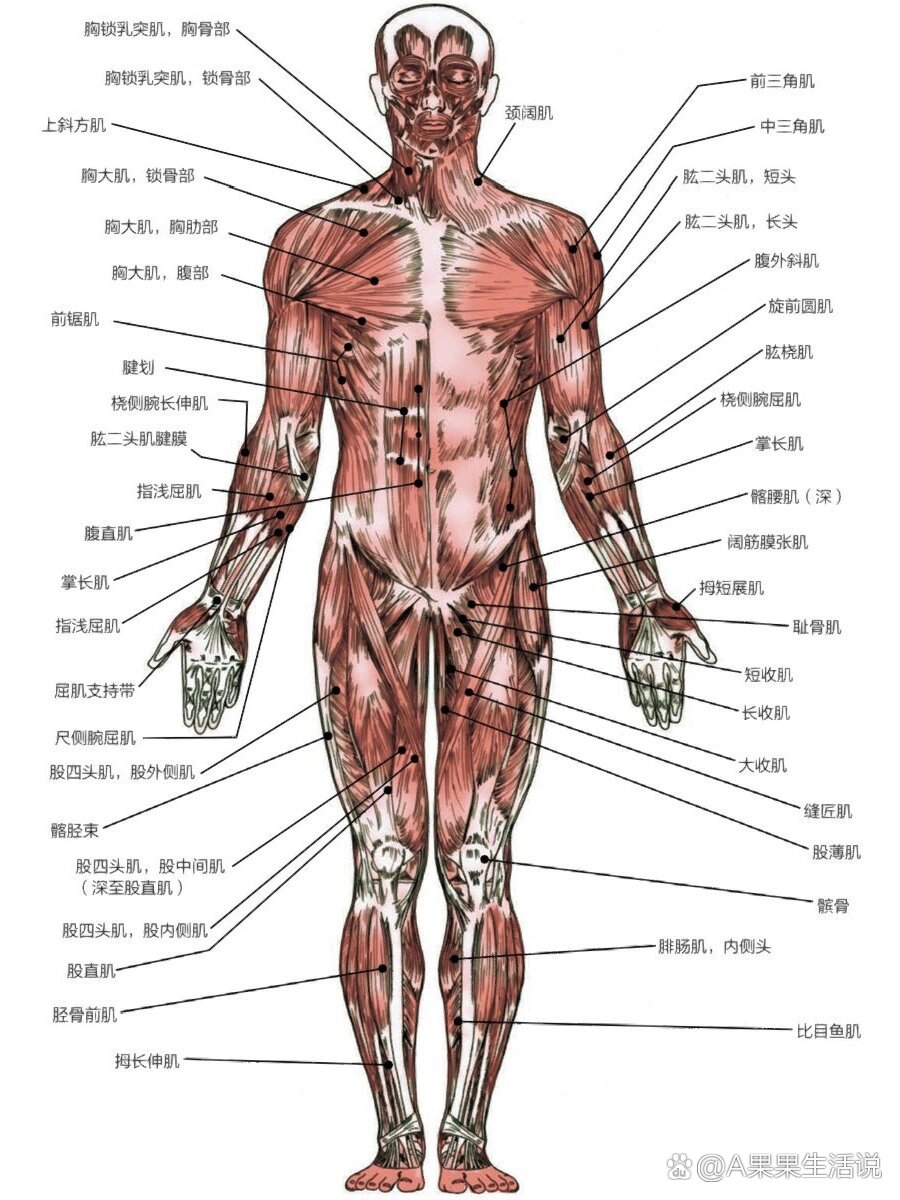 人体感觉平面定位图图片