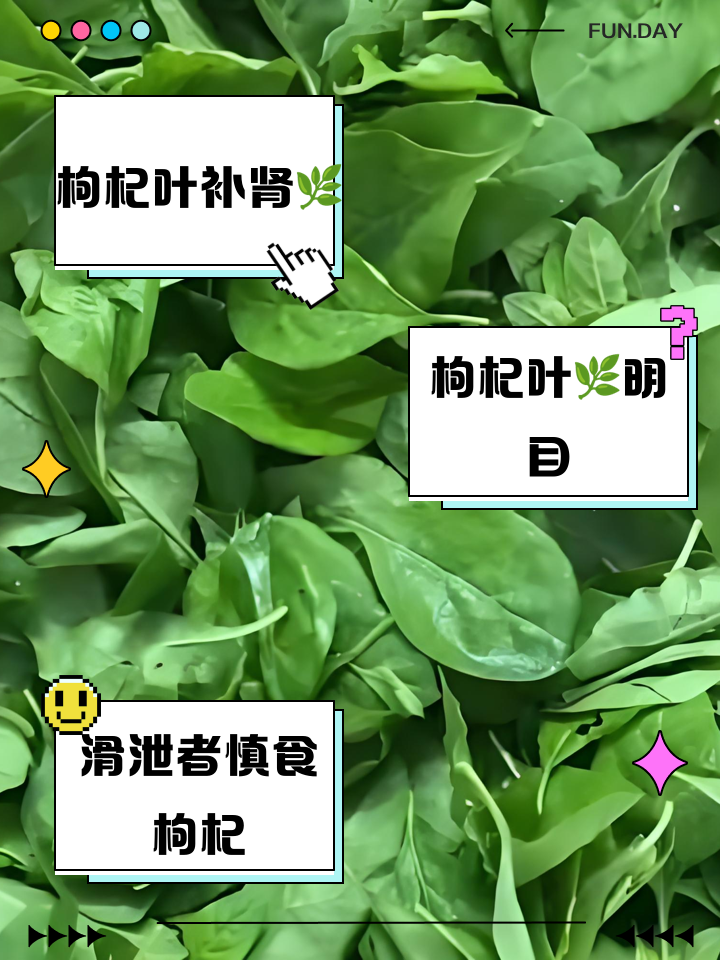枸杞叶的功效与作用及禁忌