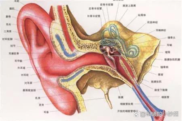 中耳炎是怎么引起的图片