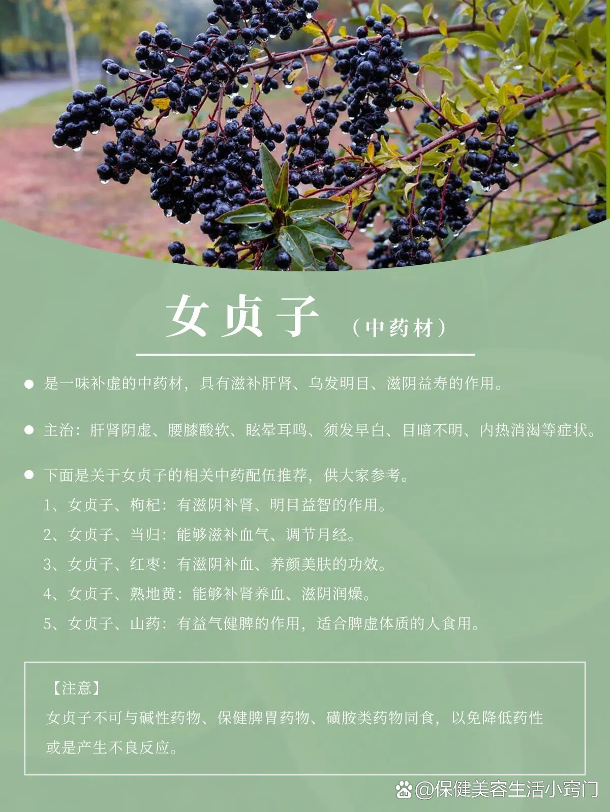 女贞子||滋补肝肾,乌发明目,滋阴益寿.