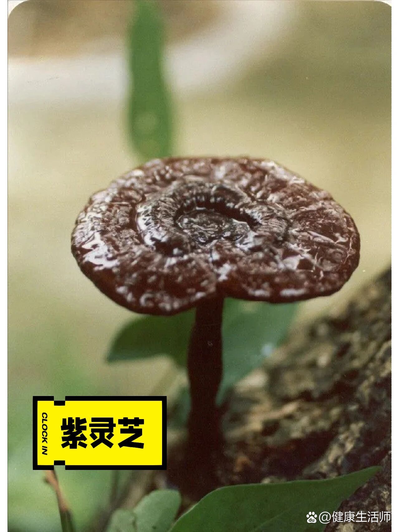 紫灵芝vs赤灵芝区别