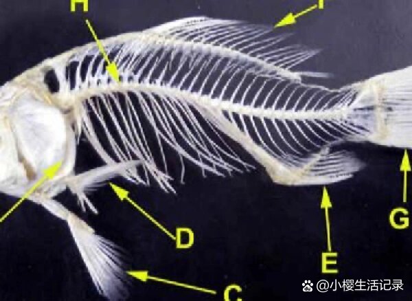 永远有个主题就是拔鱼刺,各种各样的鱼刺,卡的位置也是千奇百怪,处理