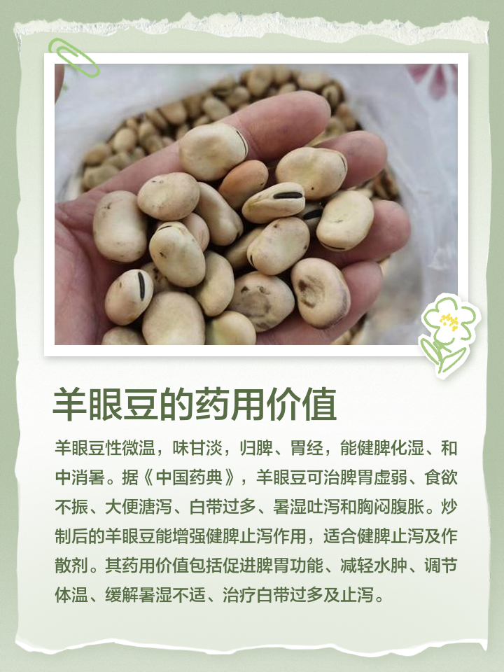羊眼豆百科