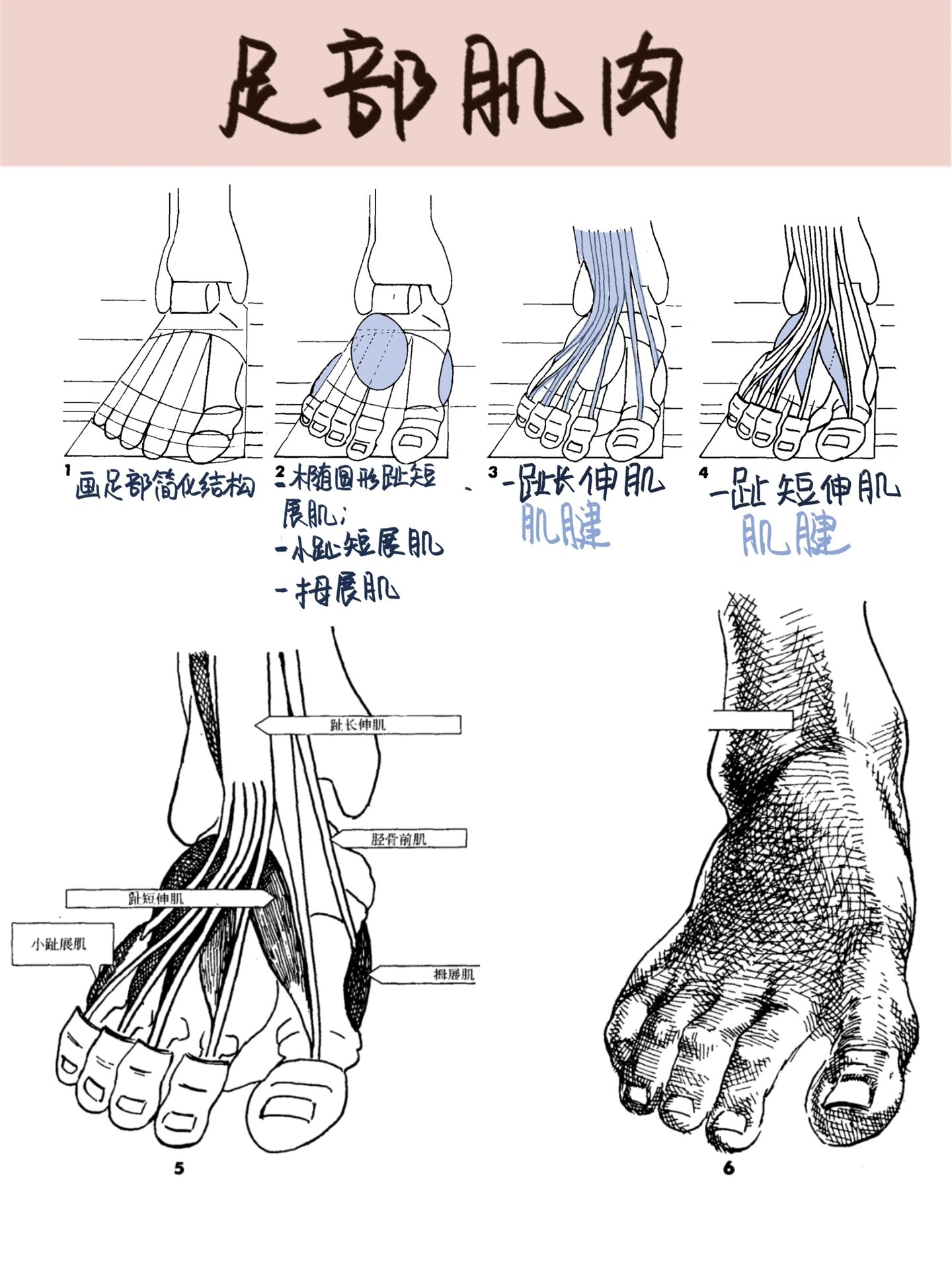 足部解剖图肌腱图片