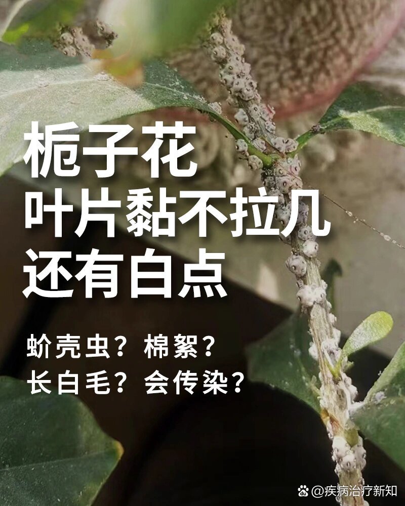 栀子花上长了好多白色虫子,好像是蚧壳虫