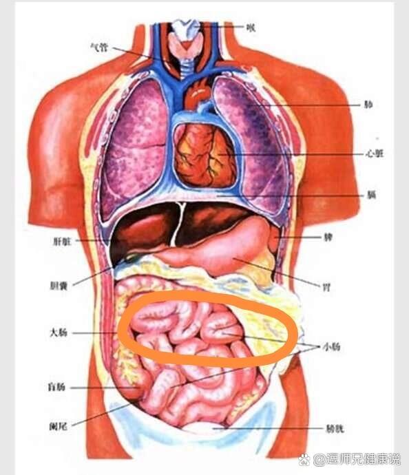 9292 br>我才知道原来小肠在肚脐眼的四周,肚脐眼上面一点有大肠