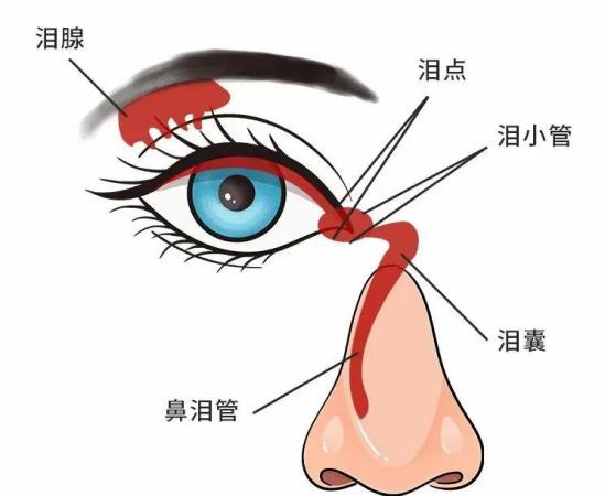 💧眼泪的奥秘：如何产生？