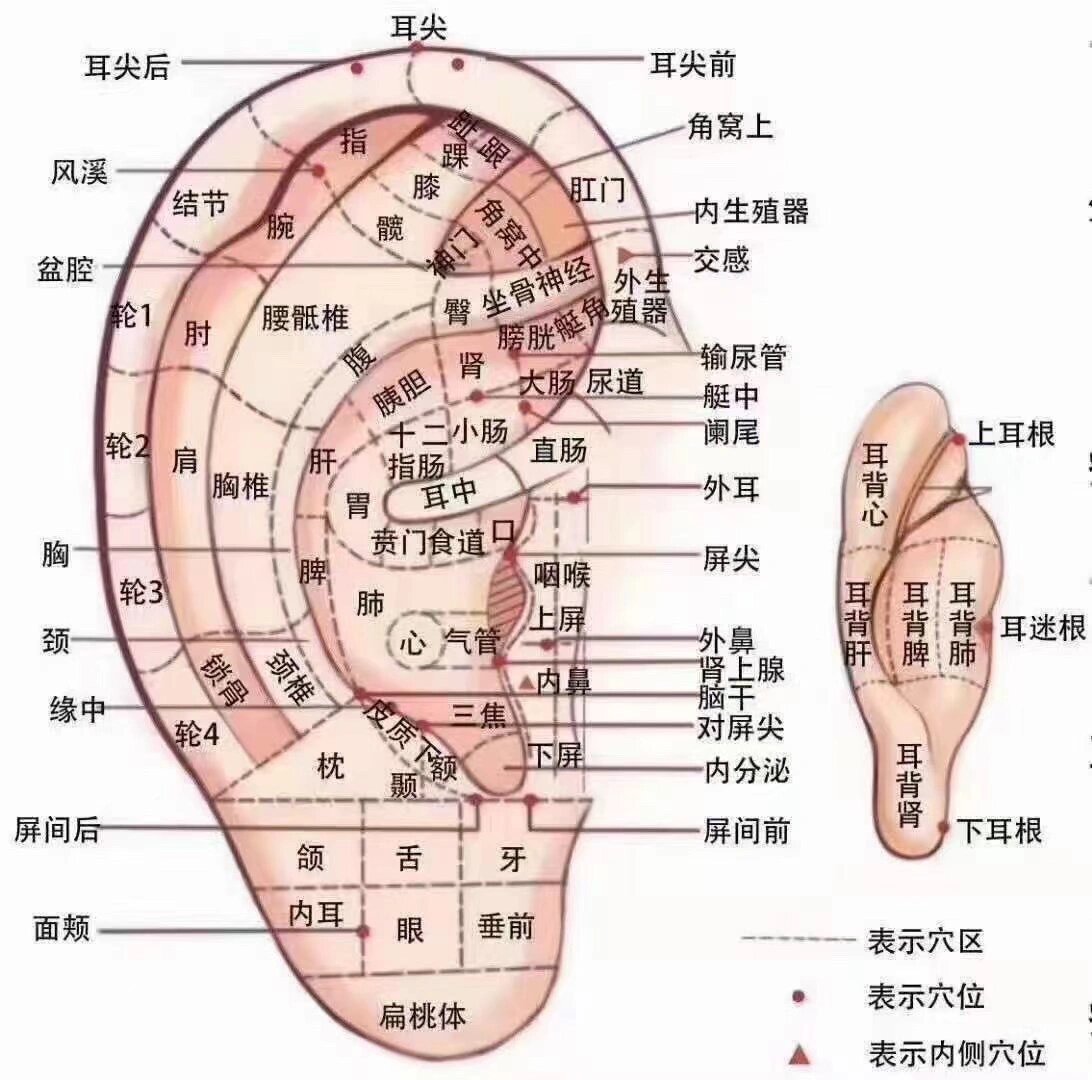 耳部对应身体反射区