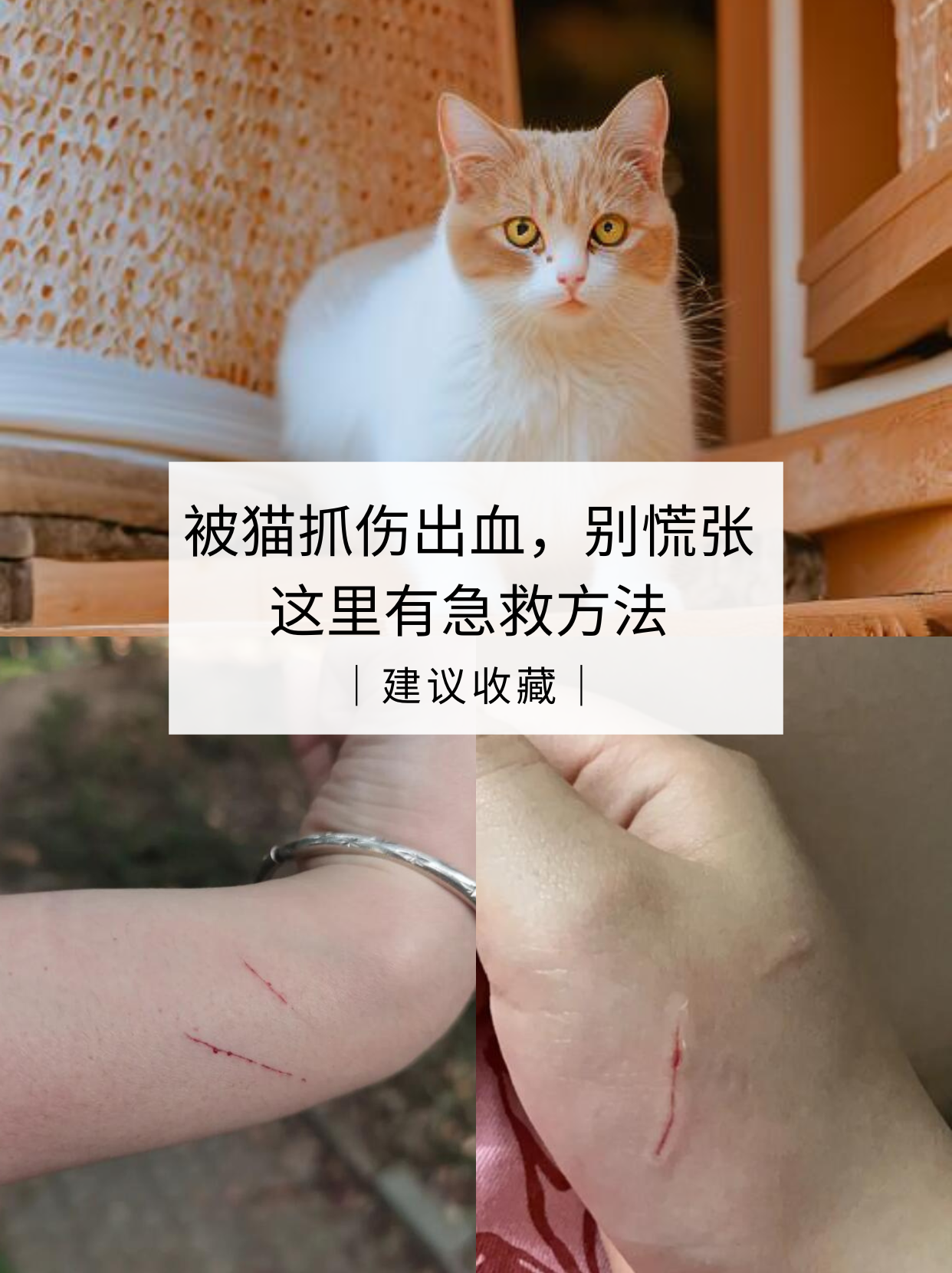 被猫抓伤出血怎么处理图片