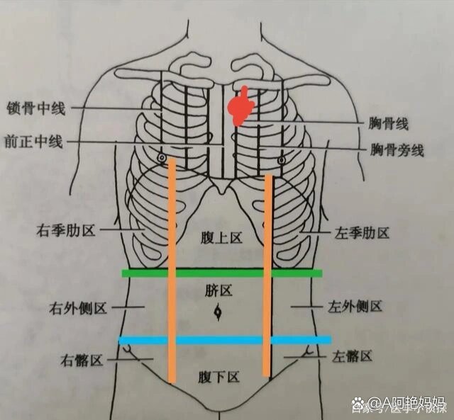 肋膈角位置图图片