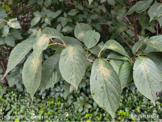 原色花卉病害虫百科 7 盘点樱花5大叶部病虫危害！