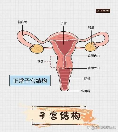 21周子宫的位置图图片