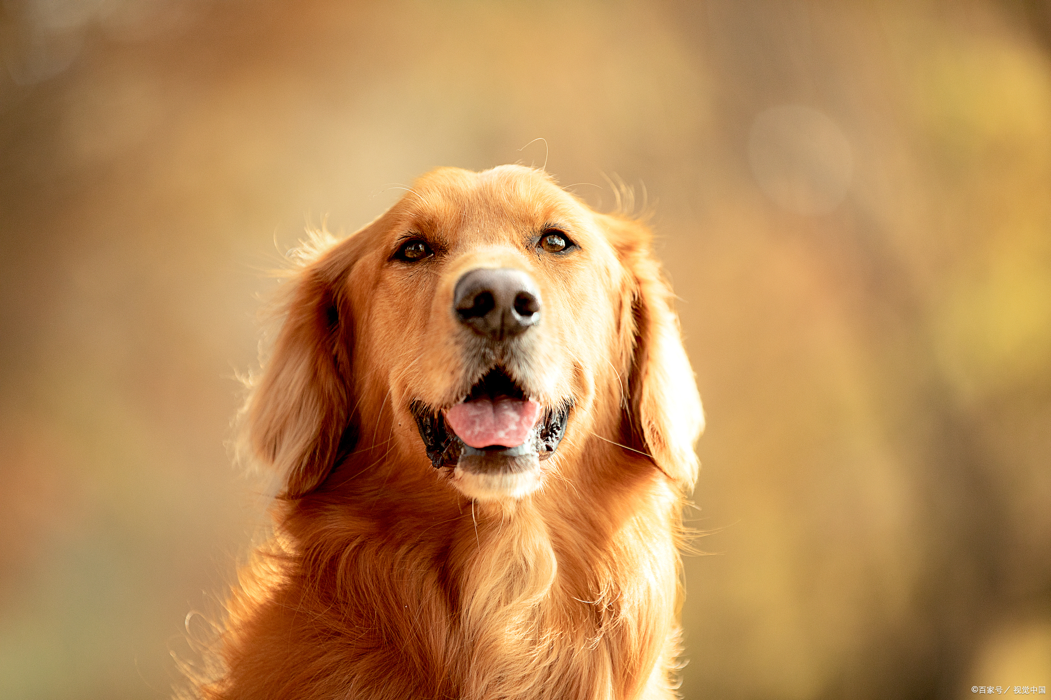 名犬排行榜前十名大揭秘：你知道你的狗狗上榜了吗？