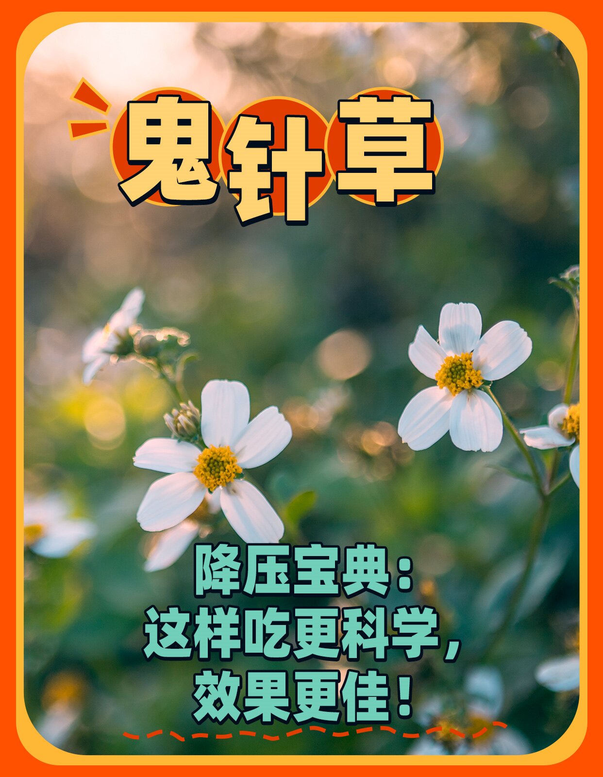 鬼针草降压宝典:这样吃更科学,效果更佳!
