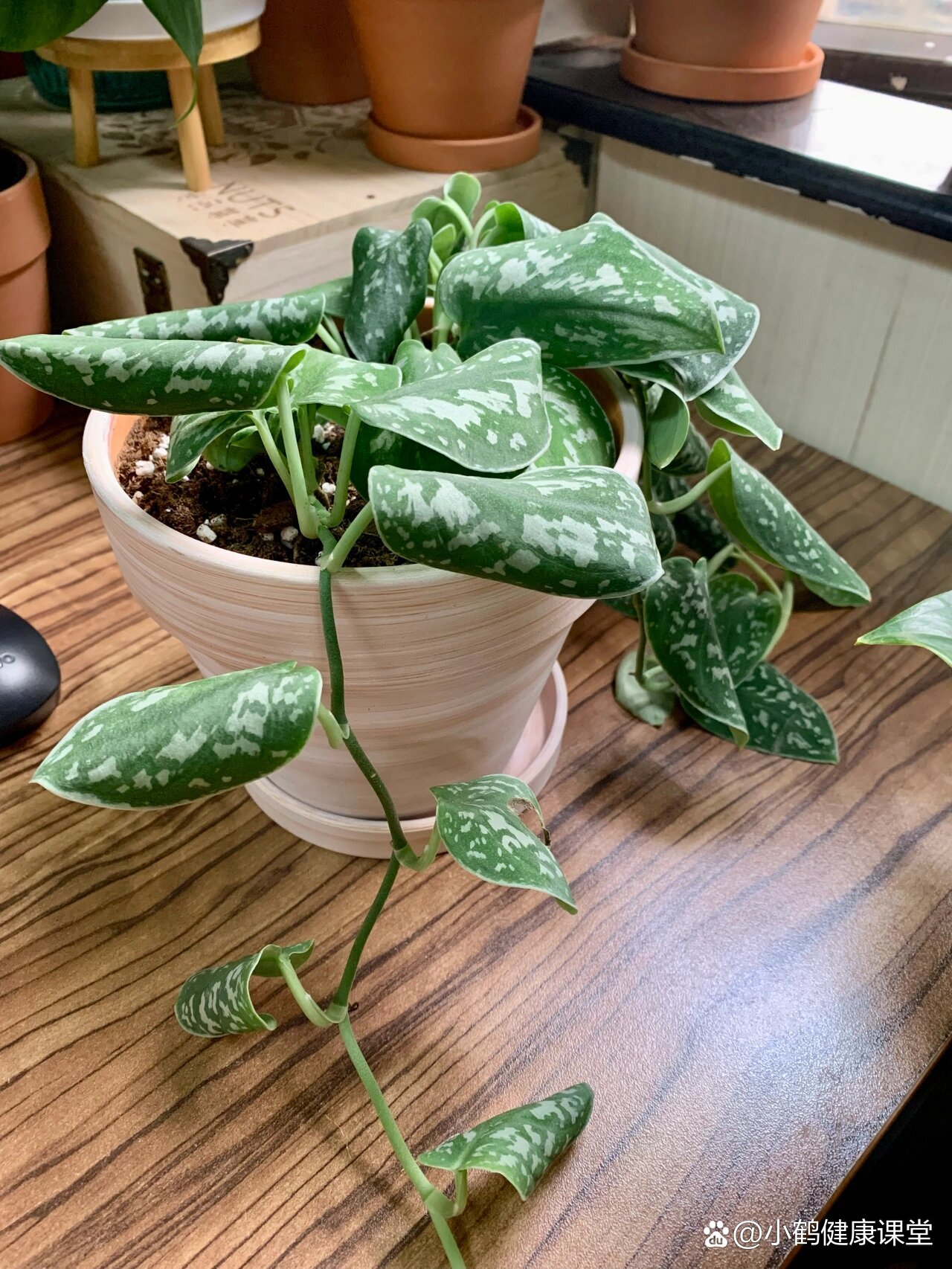 (更新)坐标成都||小叶银斑葛卷叶该怎么办啊