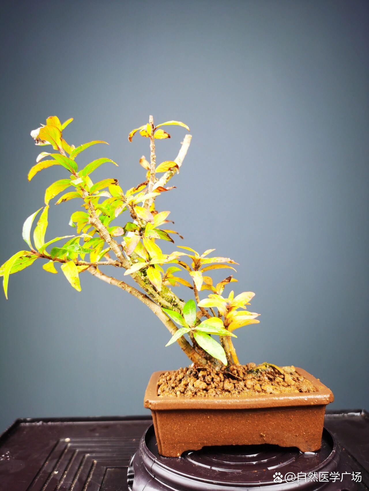 好看的水杨梅盆景