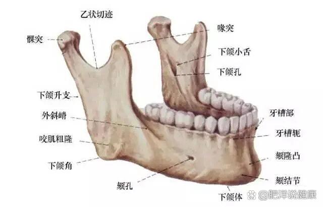 颚部示意图图片