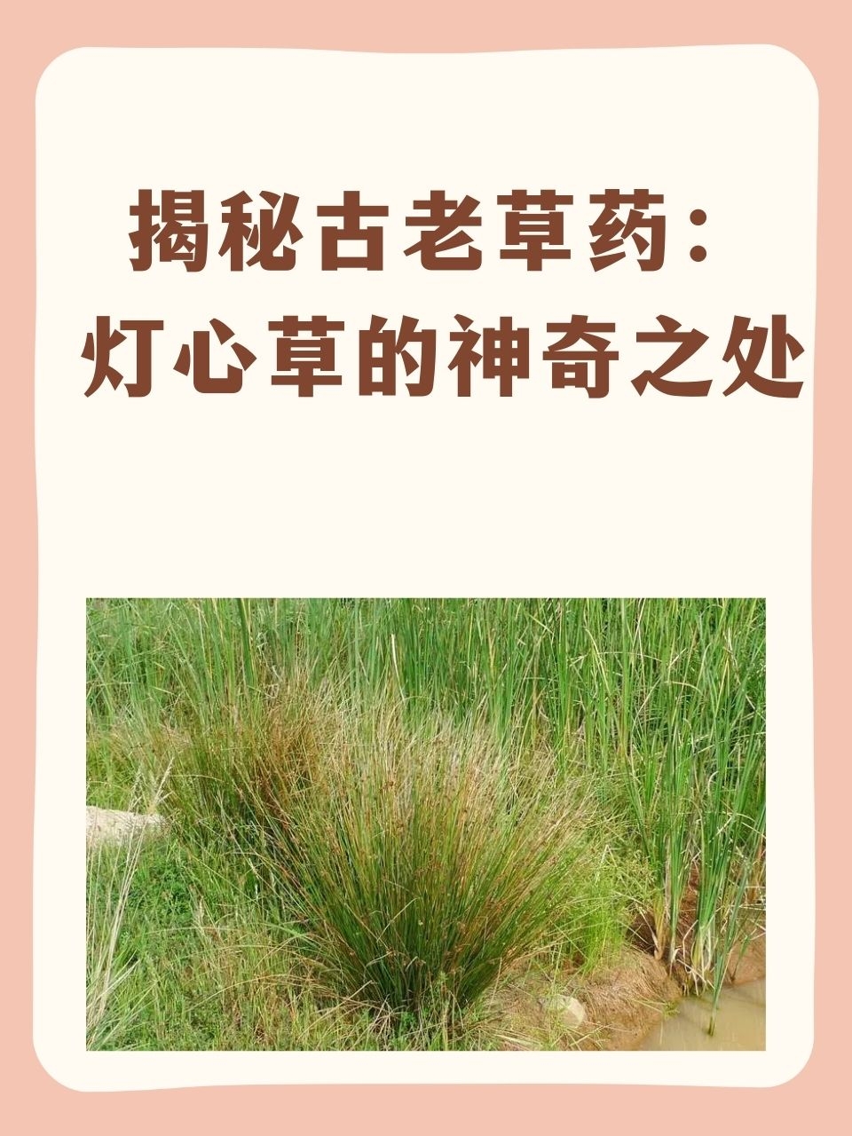 灯心草的作用与功效你了解吗?