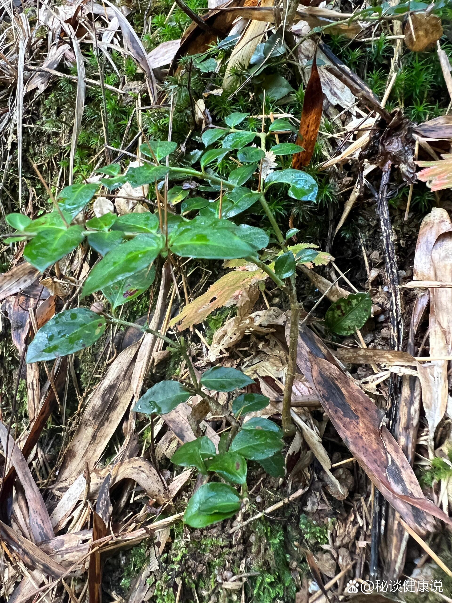 虎刺,茜草科虎刺属,中药名绣花针,街头集市中草药摊常见的药材