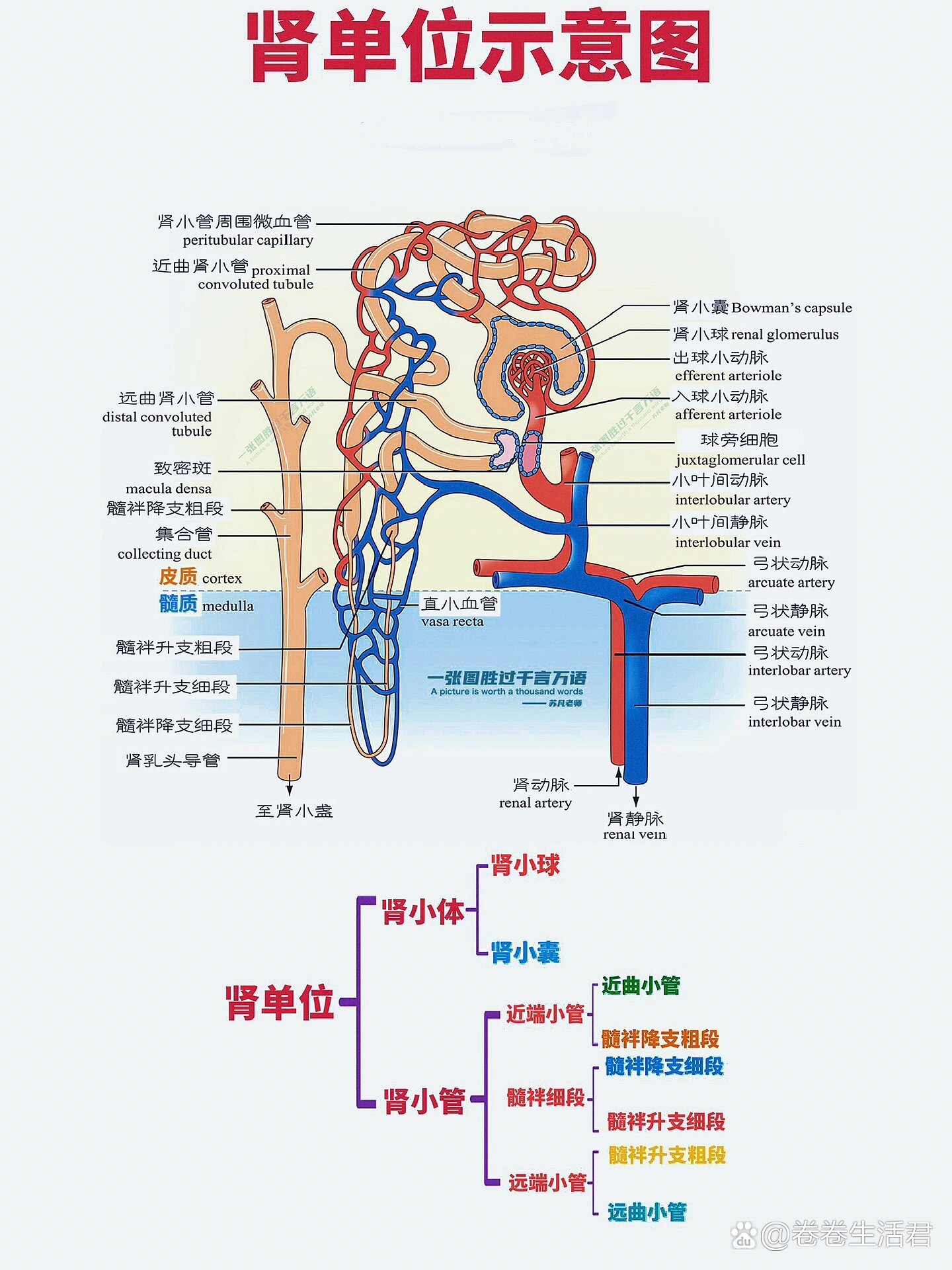 初中肾单位结构图图片