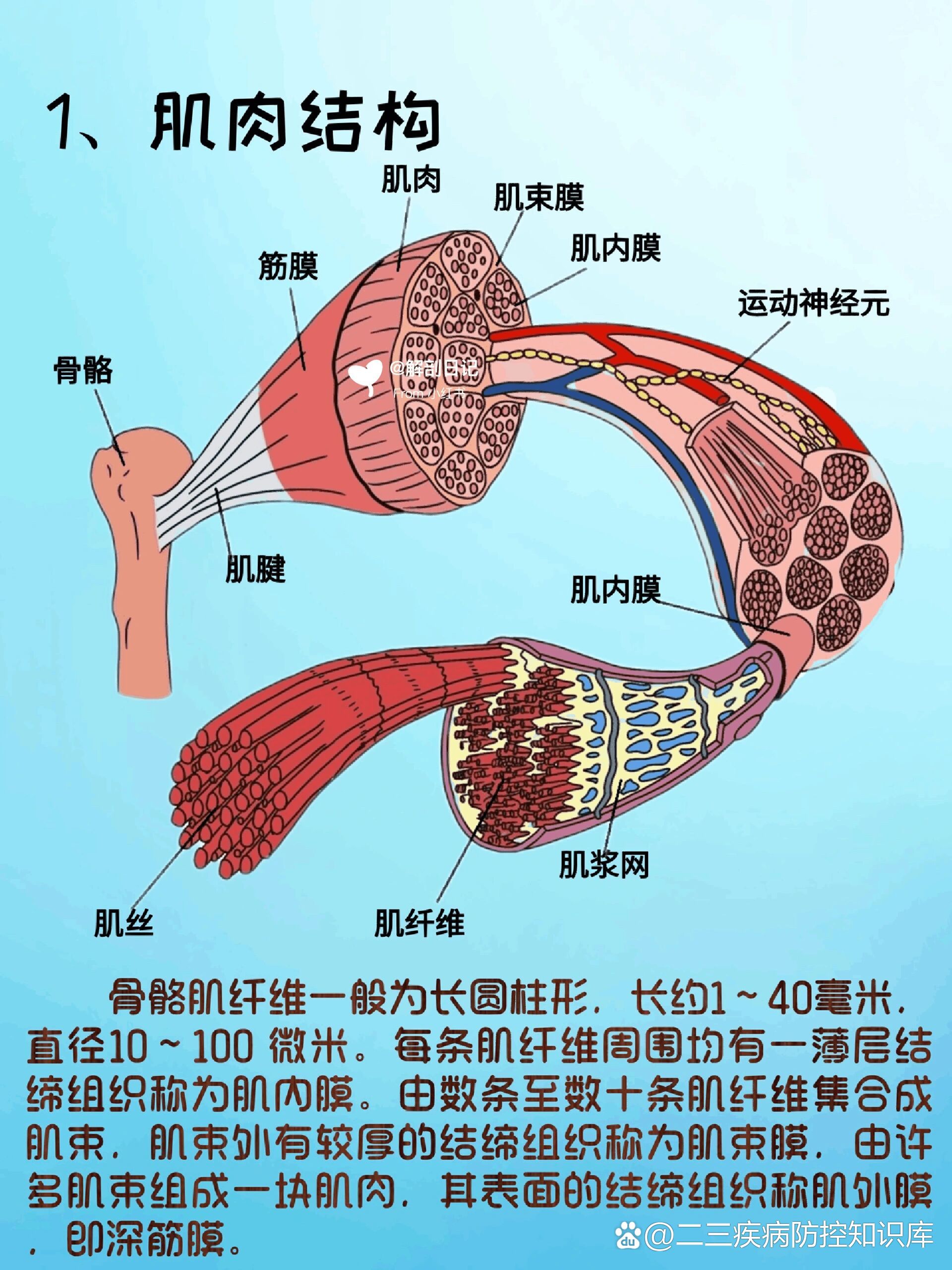 骨间肌解剖图片