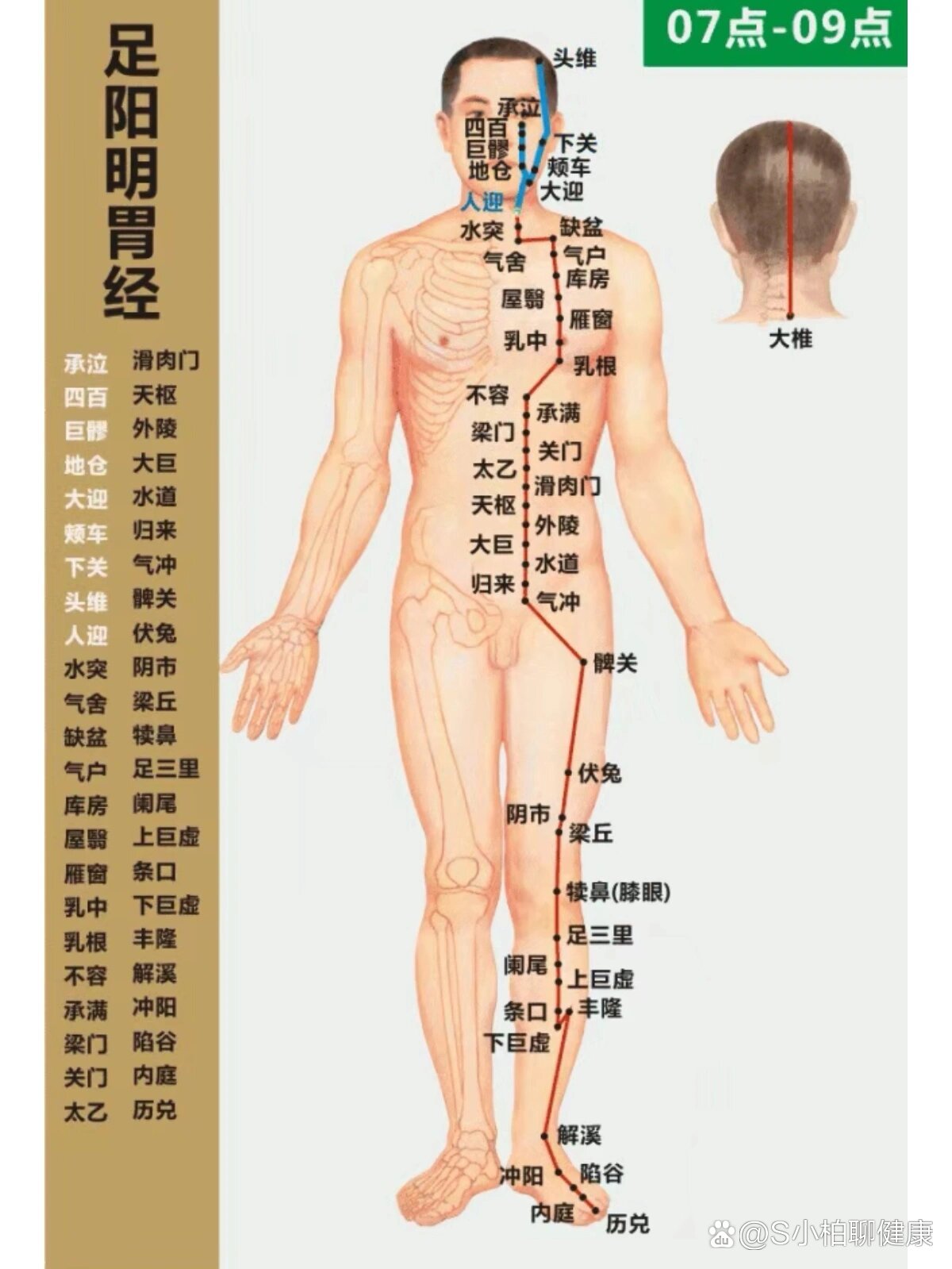 腿上经络走向