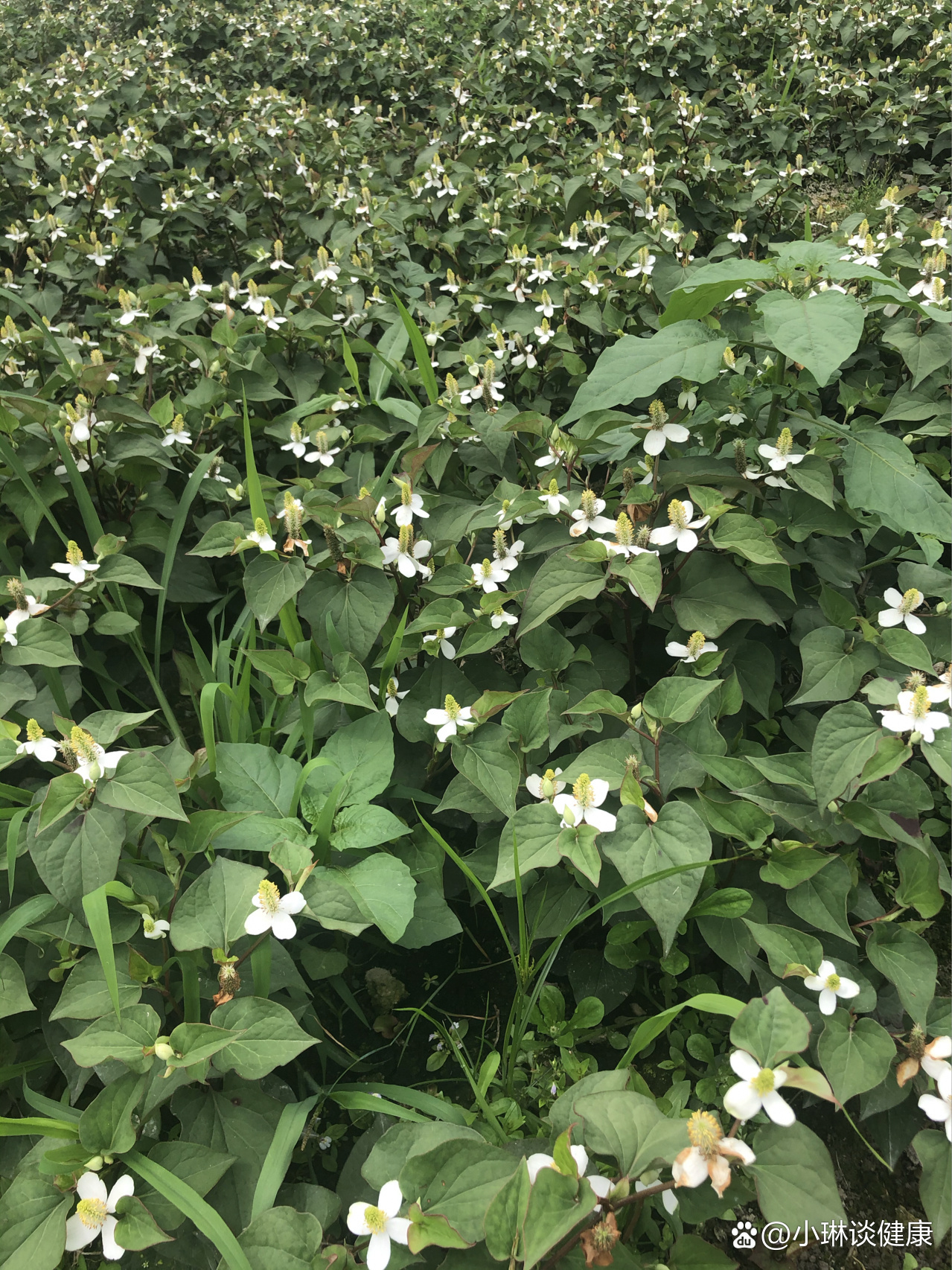 鱼腥草原来长这样