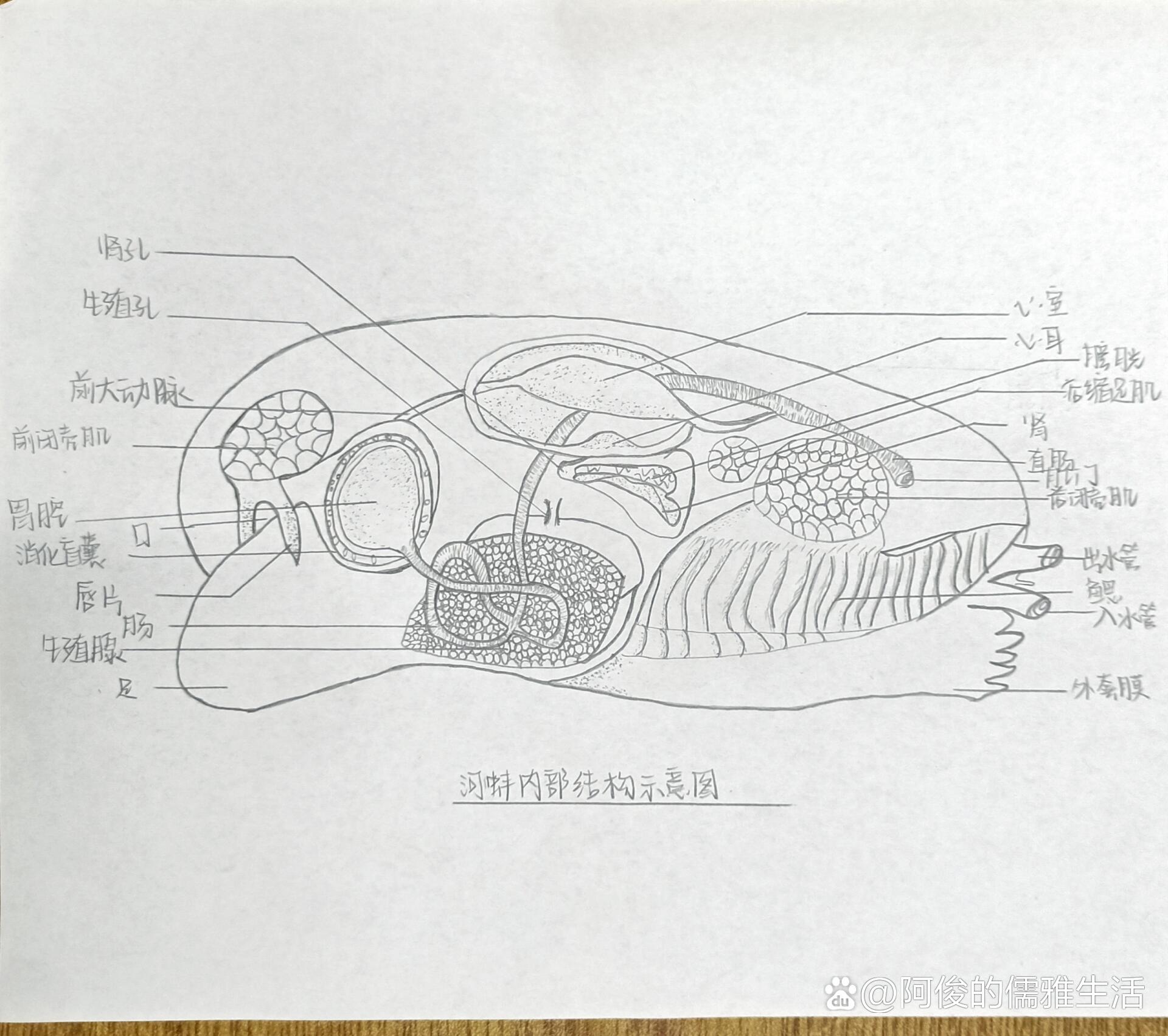 河蚌能吃的部位图图片