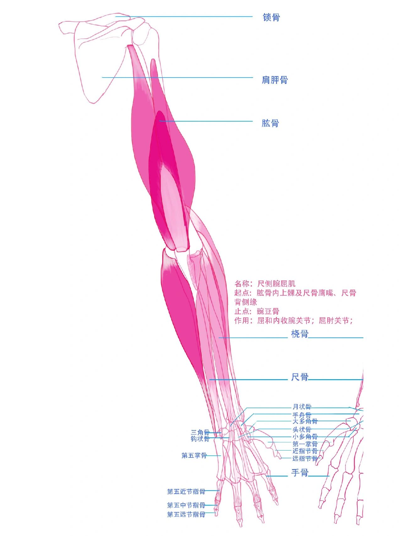 尺侧腕屈肌腱怎么找图片