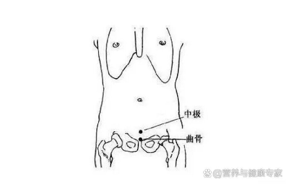 中极的准确位置图片图图片