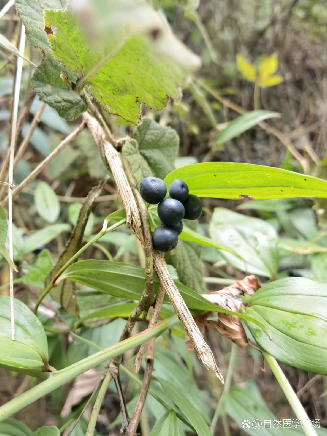 长蕊万寿竹