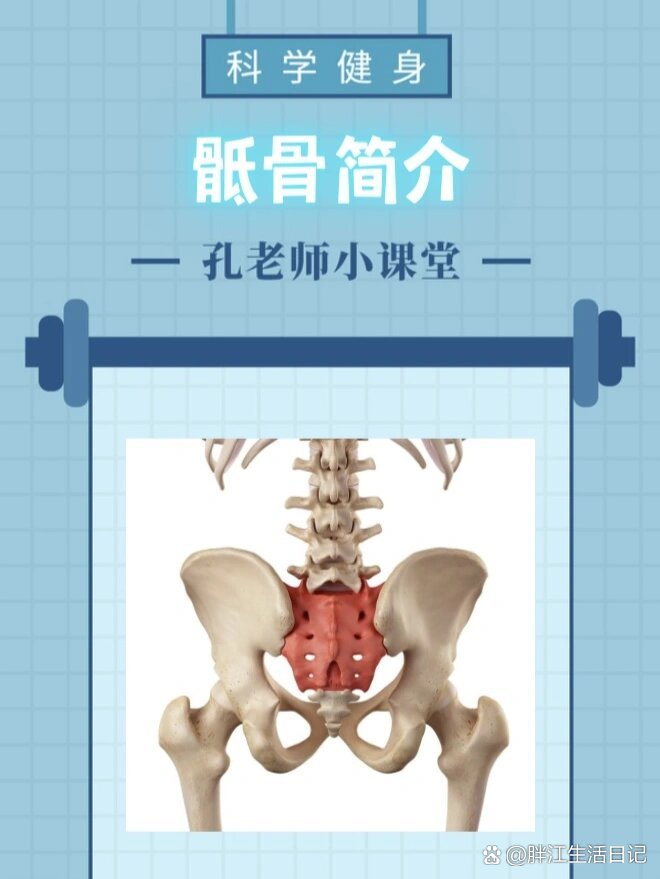 骶骨角图片