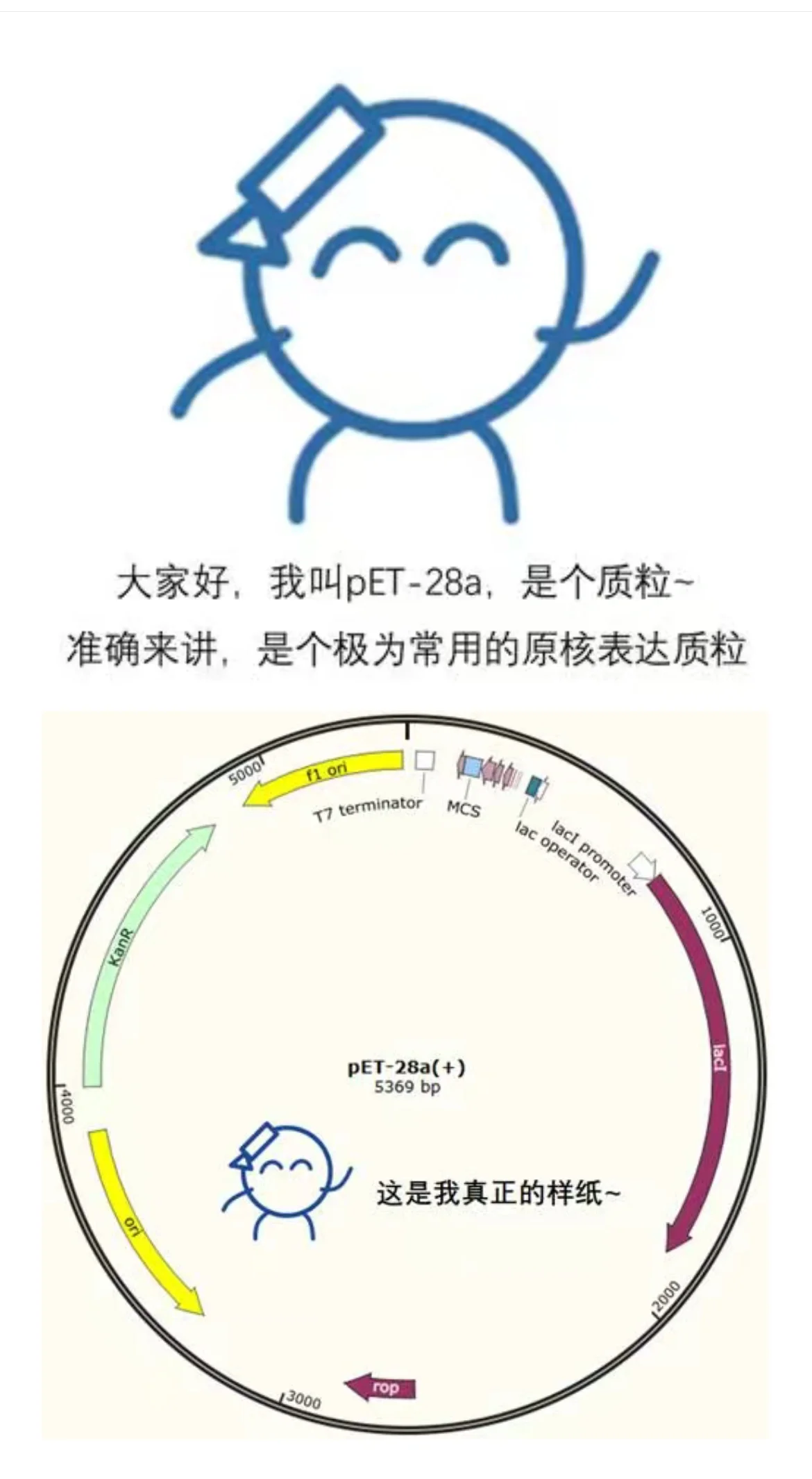 大家好,我是pet-28a载体