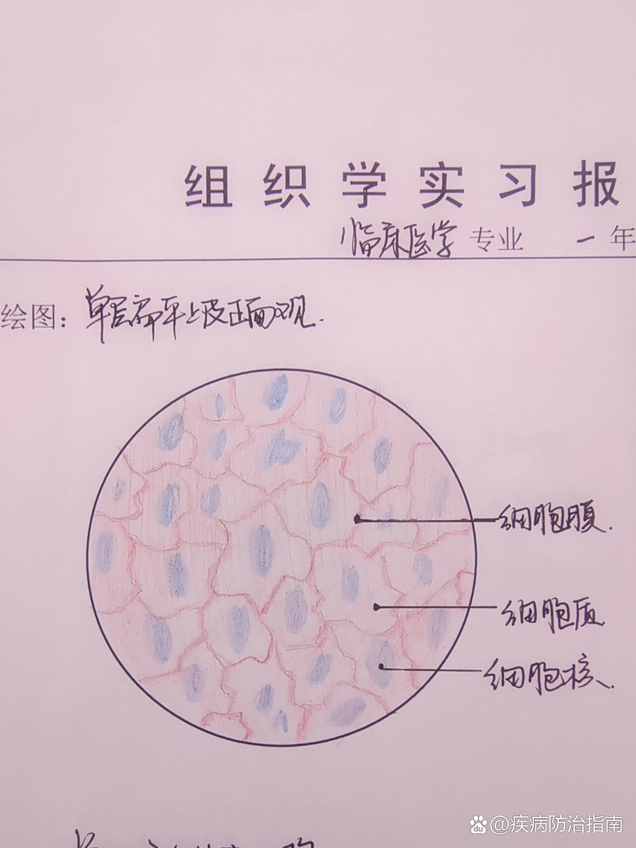 单层扁平上皮正面观图片