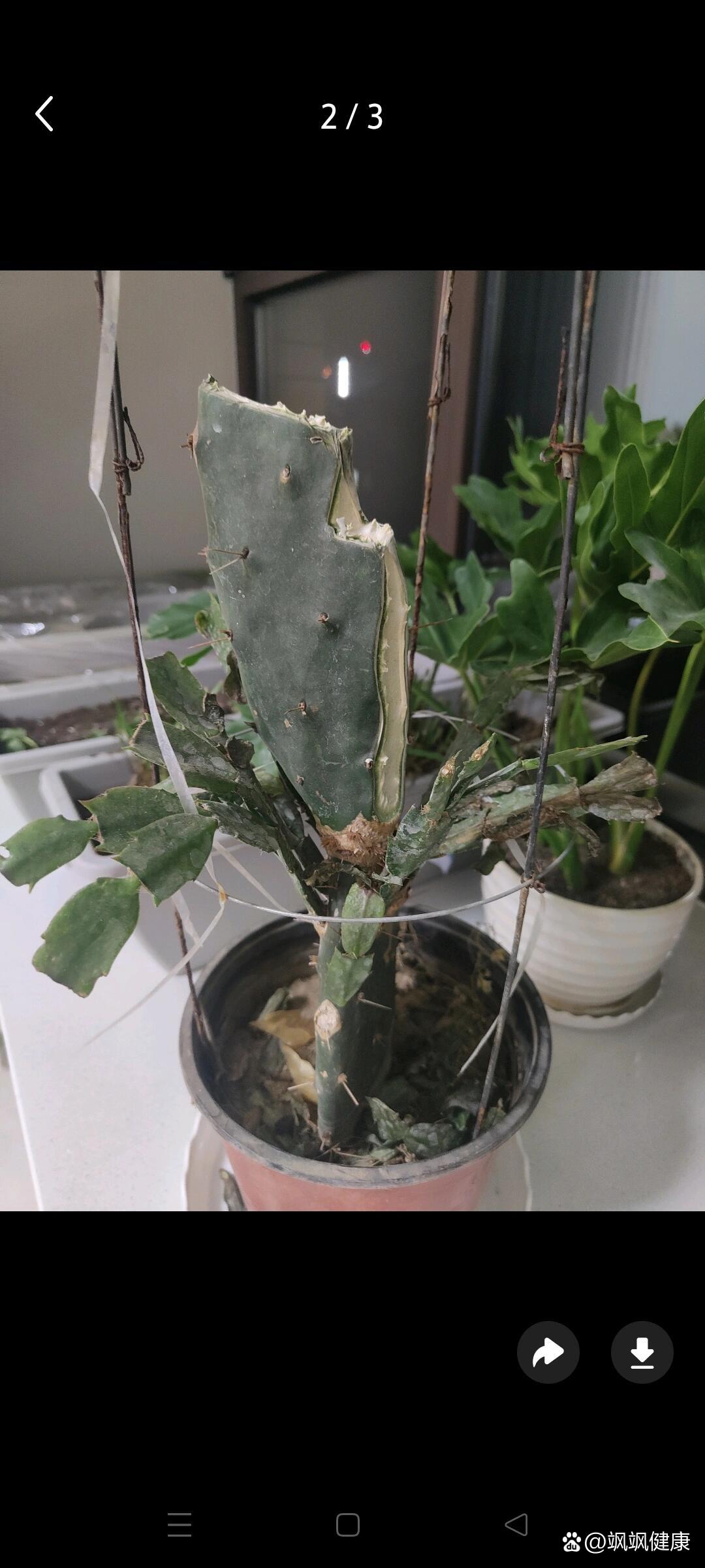 又得腮腺炎了,狂推仙人掌