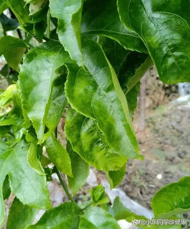 百香果花叶病毒病如何防治?