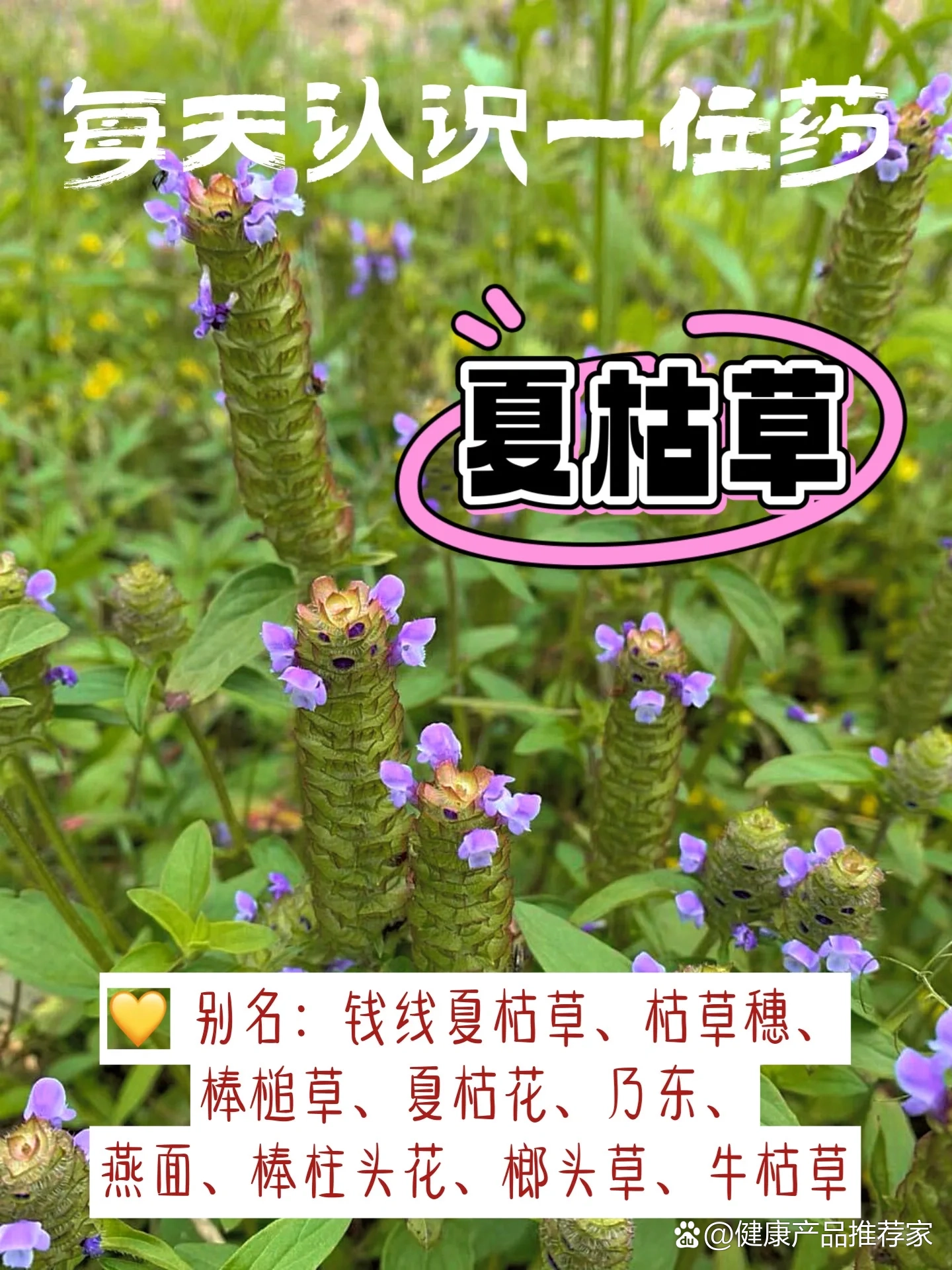 p随处可见的夏枯草只有1%的人知道其用途br别名钱线夏枯草枯草