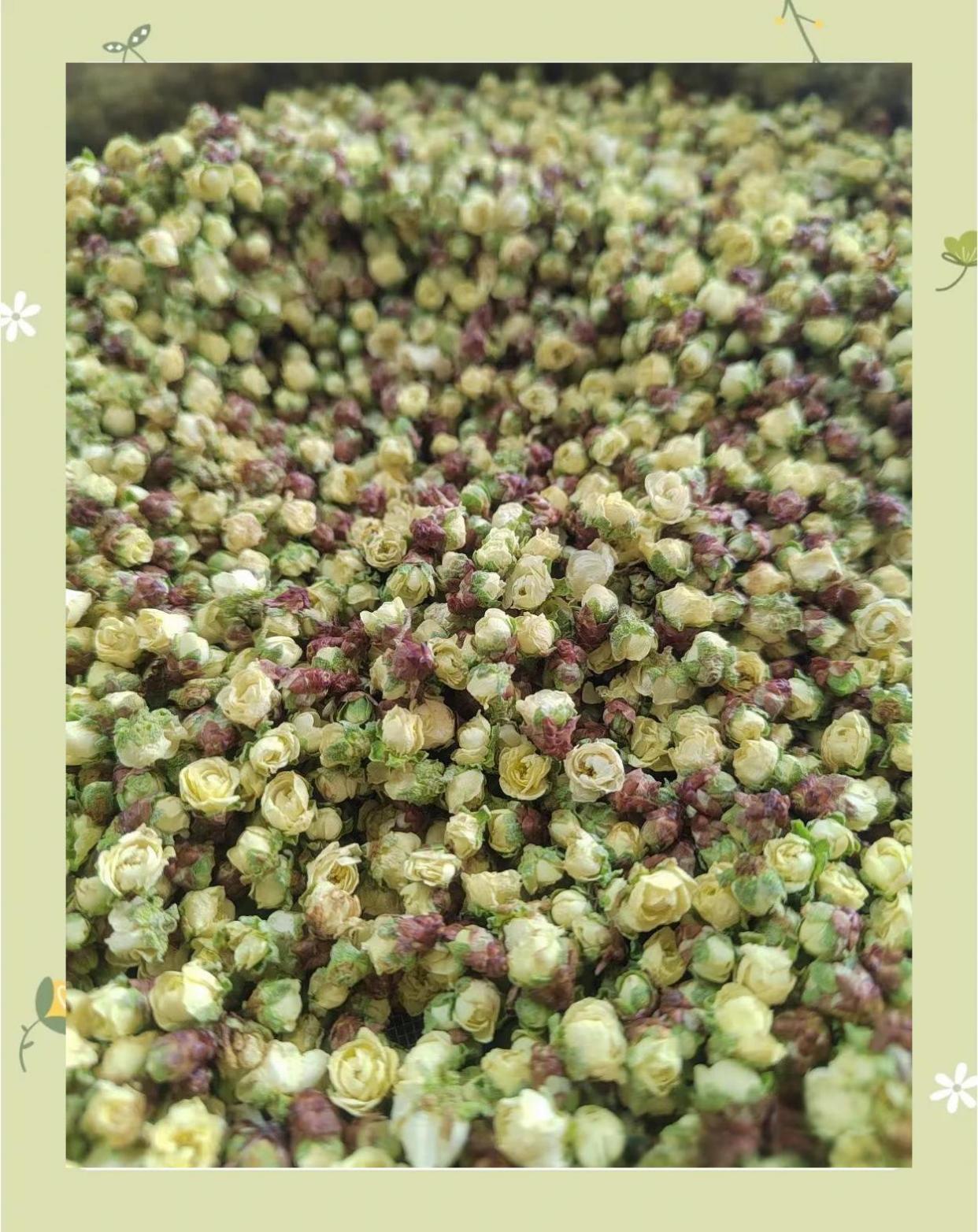 🌿中药的奇妙世界：绿萼梅的多种用法🌸